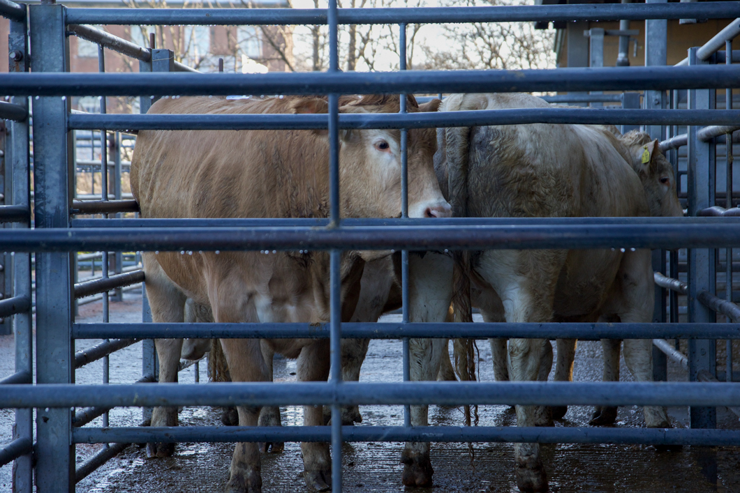 Cows waiting to be sold at a livestock auction. Newark Livestock Auction, like many other markets of this kind in the UK, offers farmers the chance to buy and sell live animals in an auction-house setting. Each animal is pushed into a viewing circle and poked with a stick so that the animal parades around the circle, whilst the auctioneer and bidders set the price of the animals’ worth. The sold animal will then be the property of the highest bidder - ready to be slaughtered at the buyers command. Lincoln, England, 2019