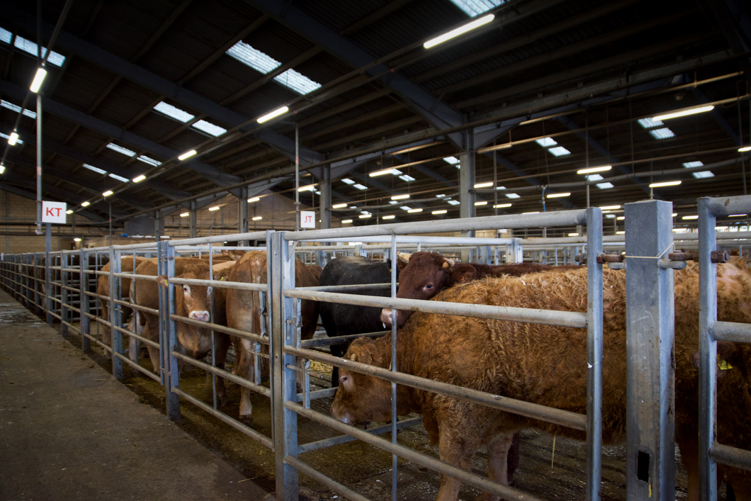 Cows waiting to be sold at a livestock auction. Newark Livestock Auction, like many other markets of this kind in the UK, offers farmers the chance to buy and sell live animals in an auction-house setting. Each animal is pushed into a viewing circle and poked with a stick so that the animal parades around the circle, whilst the auctioneer and bidders set the price of the animals’ worth. The sold animal will then be the property of the highest bidder - ready to be slaughtered at the buyers command. Lincoln, England, 2019