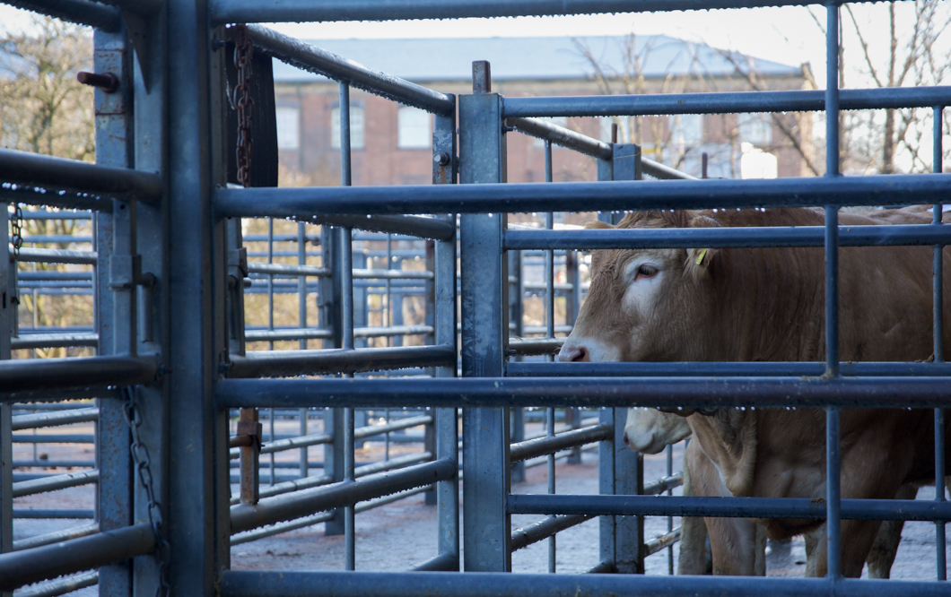 Cows waiting to be sold at a livestock auction. Newark Livestock Auction, like many other markets of this kind in the UK, offers farmers the chance to buy and sell live animals in an auction-house setting. Each animal is pushed into a viewing circle and poked with a stick so that the animal parades around the circle, whilst the auctioneer and bidders set the price of the animals’ worth. The sold animal will then be the property of the highest bidder - ready to be slaughtered at the buyers command. Lincoln, England, 2019