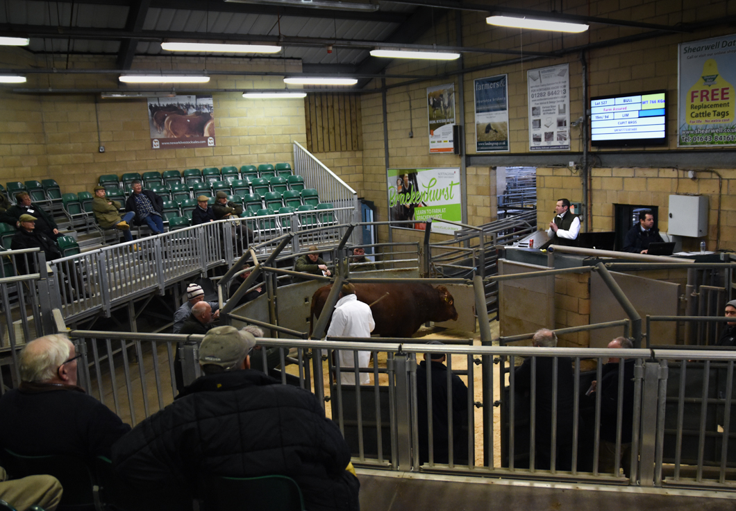 A cow being auctioned at a livestock auction. Newark Livestock Auction, like many other markets of this kind in the UK, offers farmers the chance to buy and sell live animals in an auction-house setting. Each animal is pushed into a viewing circle and poked with a stick so that the animal parades around the circle, whilst the auctioneer and bidders set the price of the animals’ worth. The sold animal will then be the property of the highest bidder - ready to be slaughtered at the buyers command. Lincoln, England, 2019