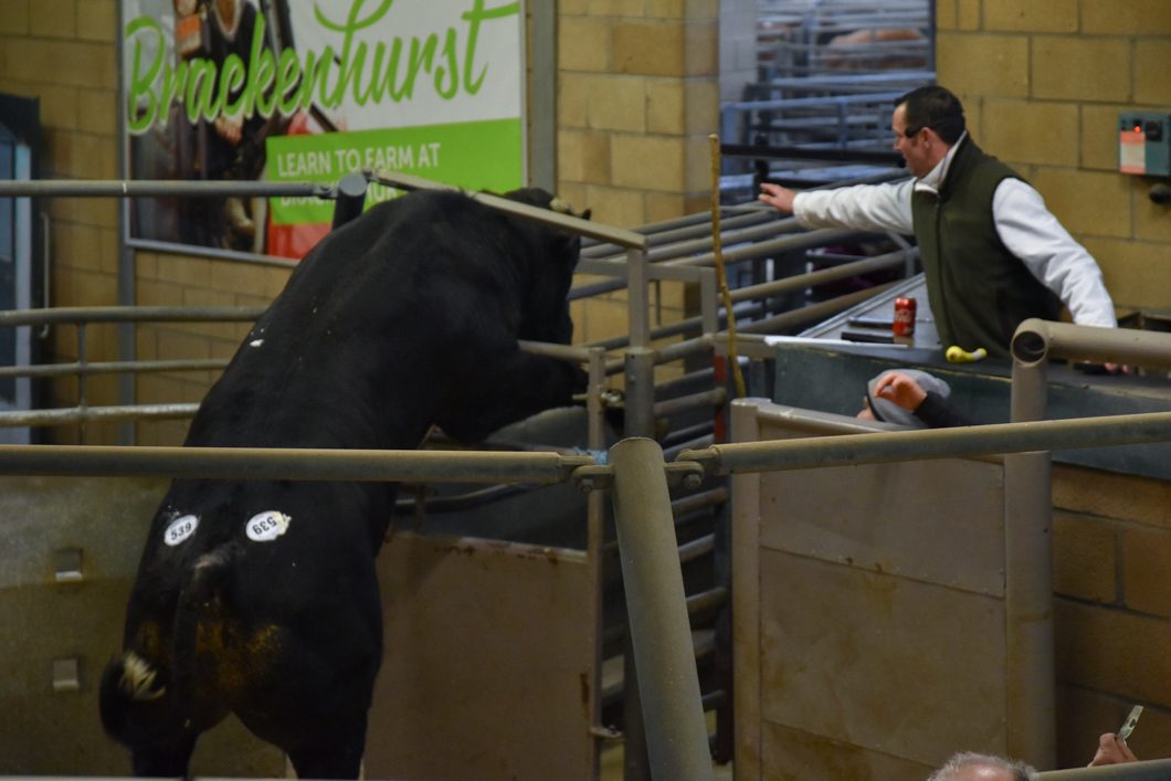 A frightened cow trying to escape the auction-enclosure at a livestock auction. Newark Livestock Auction, like many other markets of this kind in the UK, offers farmers the chance to buy and sell live animals in an auction-house setting. Each animal is pushed into a viewing circle and poked with a stick so that the animal parades around the circle, whilst the auctioneer and bidders set the price of the animals’ worth. The sold animal will then be the property of the highest bidder - ready to be slaughtered at the buyers command. Lincoln, England, 2019