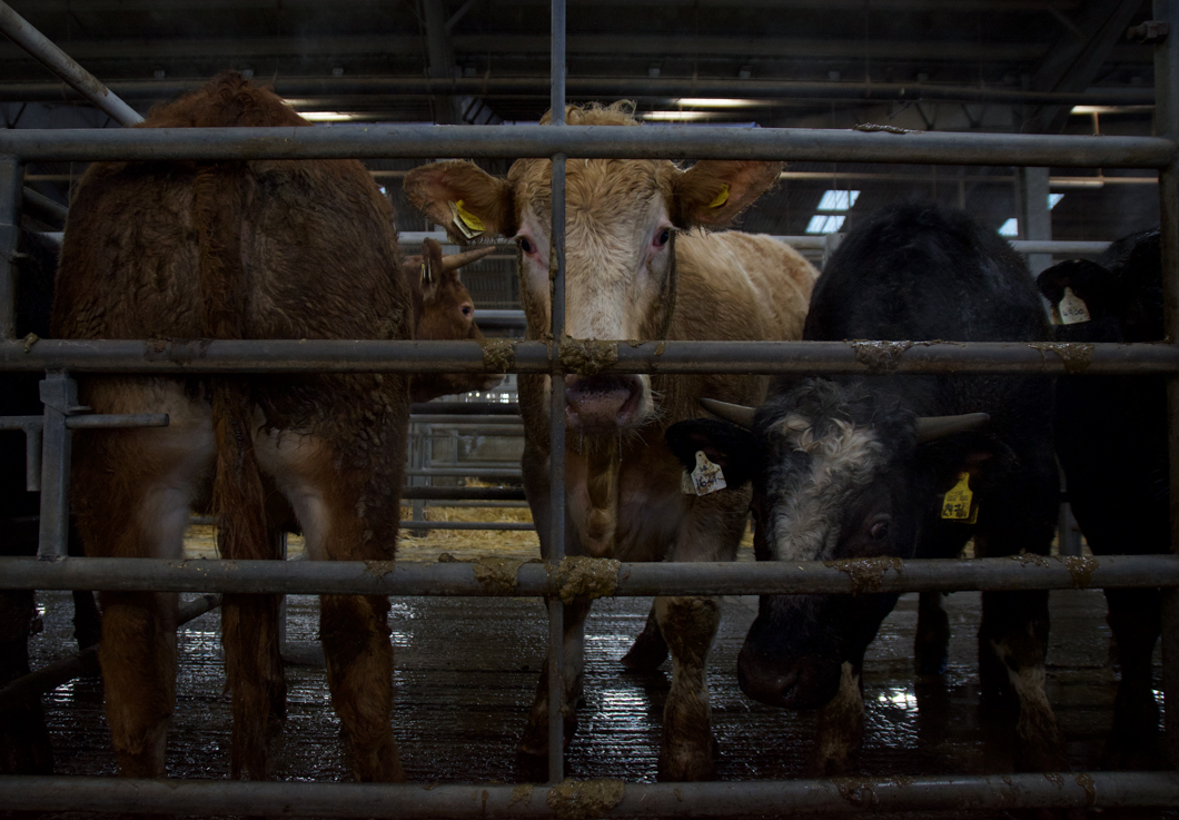 Cows waiting to be sold at a livestock auction. Newark Livestock Auction, like many other markets of this kind in the UK, offers farmers the chance to buy and sell live animals in an auction-house setting. Each animal is pushed into a viewing circle and poked with a stick so that the animal parades around the circle, whilst the auctioneer and bidders set the price of the animals’ worth. The sold animal will then be the property of the highest bidder - ready to be slaughtered at the buyers command. Lincoln, England, 2019