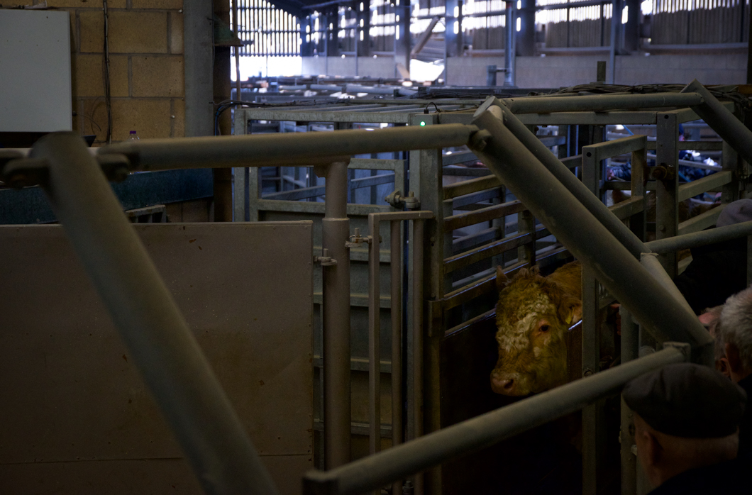 A cow being auctioned at a livestock auction. Newark Livestock Auction, like many other markets of this kind in the UK, offers farmers the chance to buy and sell live animals in an auction-house setting. Each animal is pushed into a viewing circle and poked with a stick so that the animal parades around the circle, whilst the auctioneer and bidders set the price of the animals’ worth. The sold animal will then be the property of the highest bidder - ready to be slaughtered at the buyers command. Lincoln, England, 2019