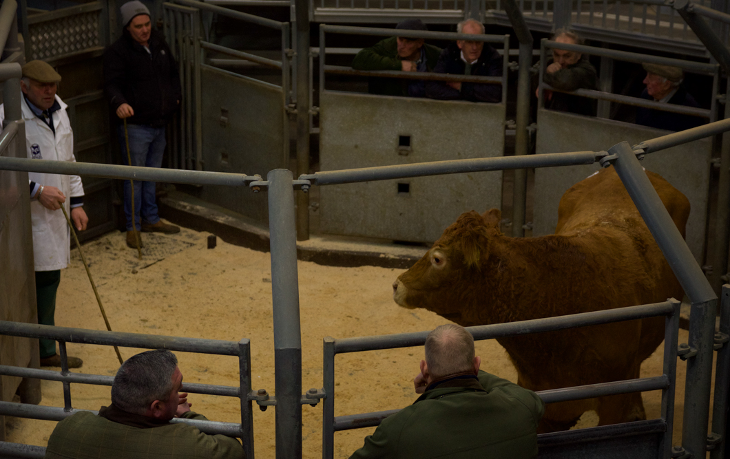 A cow being auctioned at a livestock auction. Newark Livestock Auction, like many other markets of this kind in the UK, offers farmers the chance to buy and sell live animals in an auction-house setting. Each animal is pushed into a viewing circle and poked with a stick so that the animal parades around the circle, whilst the auctioneer and bidders set the price of the animals’ worth. The sold animal will then be the property of the highest bidder - ready to be slaughtered at the buyers command. Lincoln, England, 2019