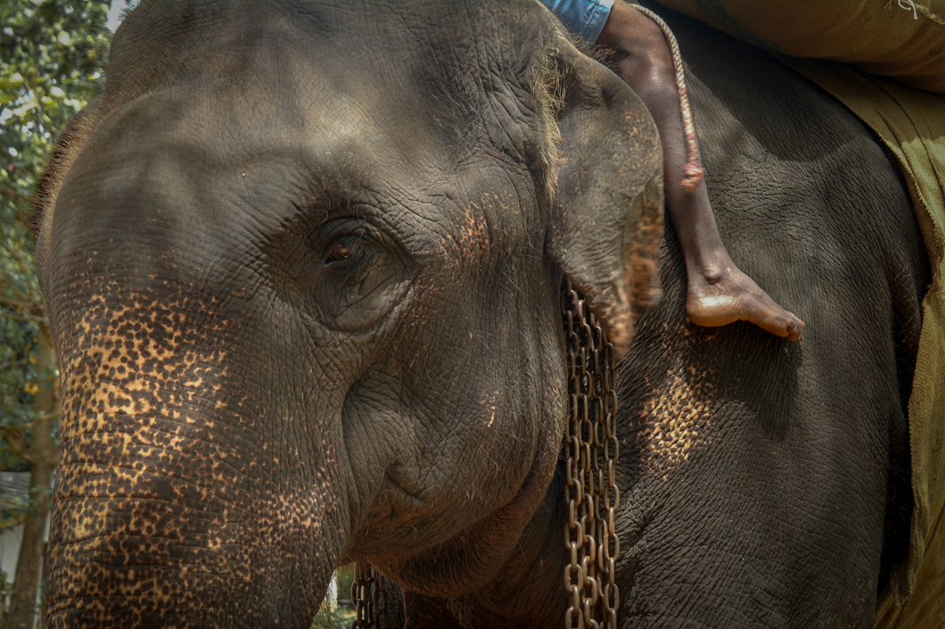 Sri Lanka’s captive elephants are forced to work against their will, and are often isolated from other elephants, kept in chains, and beaten into submission using sharp bullhooks. Sigiriya, Sri Lanka, 2018