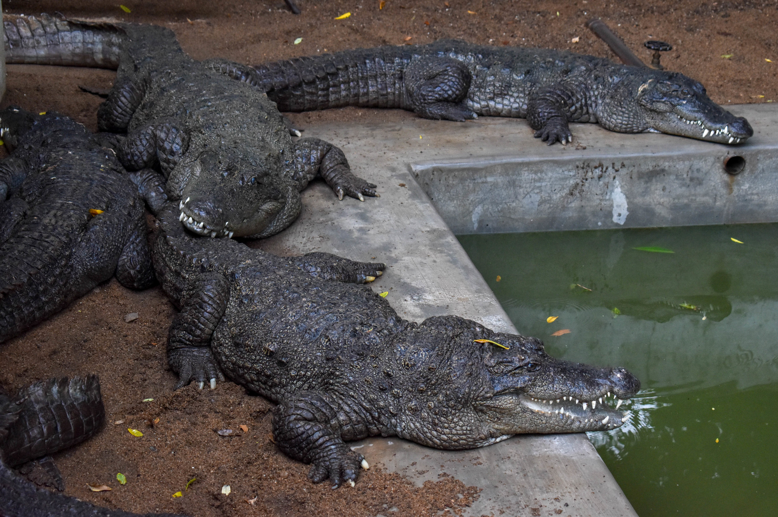 Sathanur Dam is a tourist park that features a “Crocodile Farm”. The ‘farm’ is a zoo-like attraction where tourists can view hundreds of crocodiles who are held captive in crowded and unnatural concrete pits. Tiruvannamalai, India, 2018