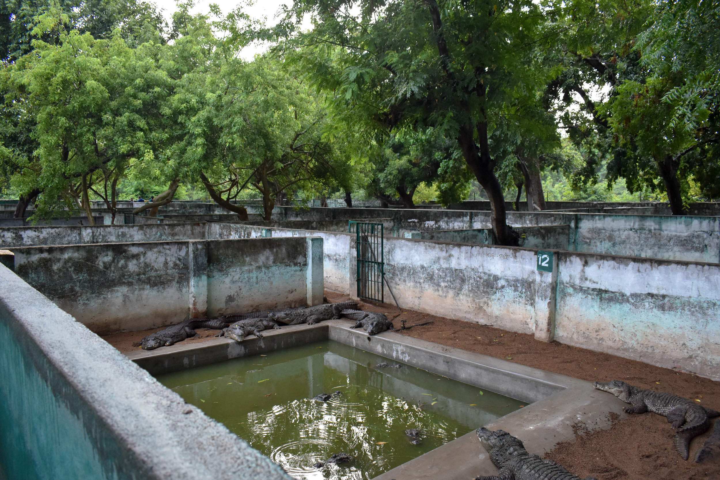 Sathanur Dam is a tourist park that features a “Crocodile Farm”. The ‘farm’ is a zoo-like attraction where tourists can view hundreds of crocodiles who are held captive in crowded and unnatural concrete pits. Tiruvannamalai, India, 2018