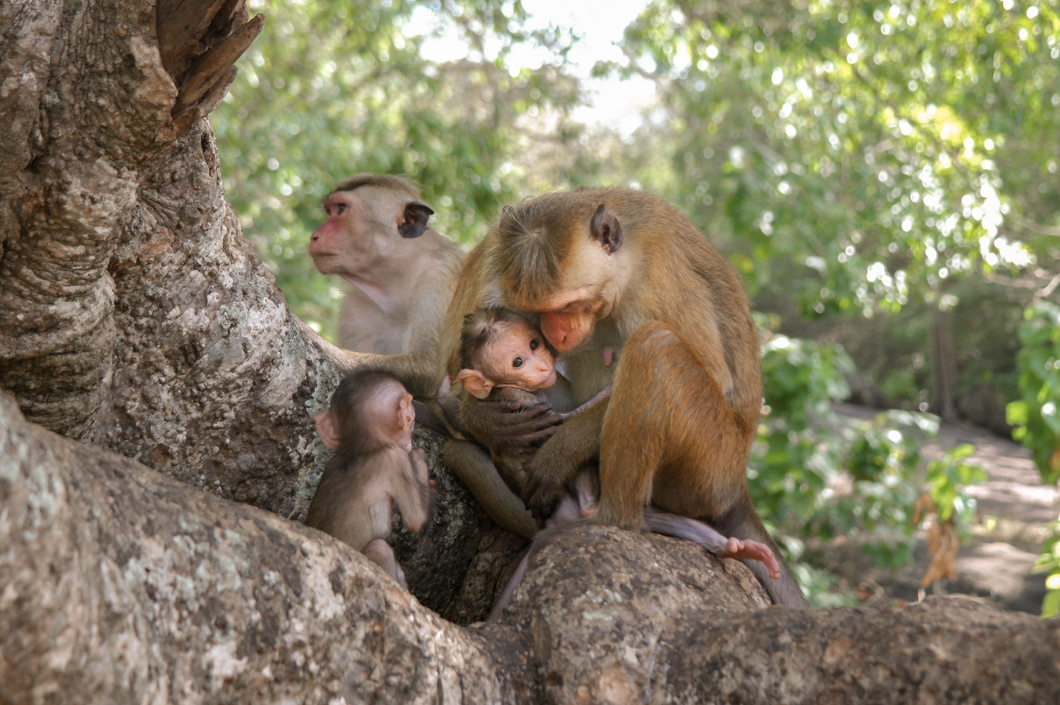 A family of wild monkeys in their natural home. Anuradhapura, Sri Lanka, 2018