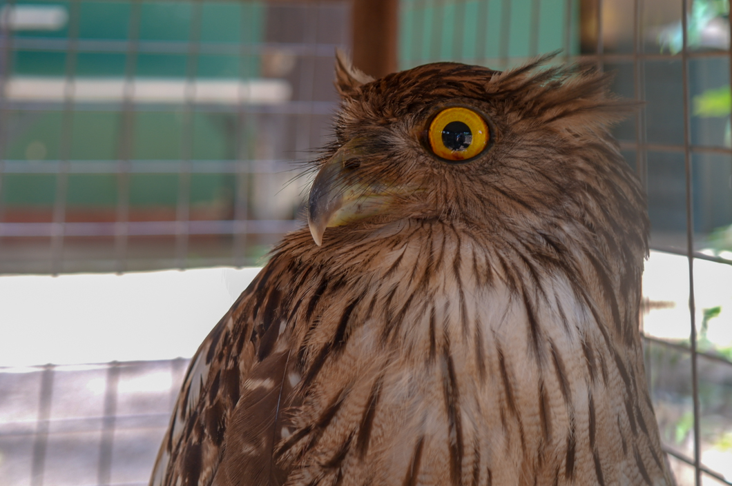 An injured owl recovers after treatment at the Wildlife Rehabilitation Centre in Anuradhapura. Anuradhapura, Sri Lanka, 2018