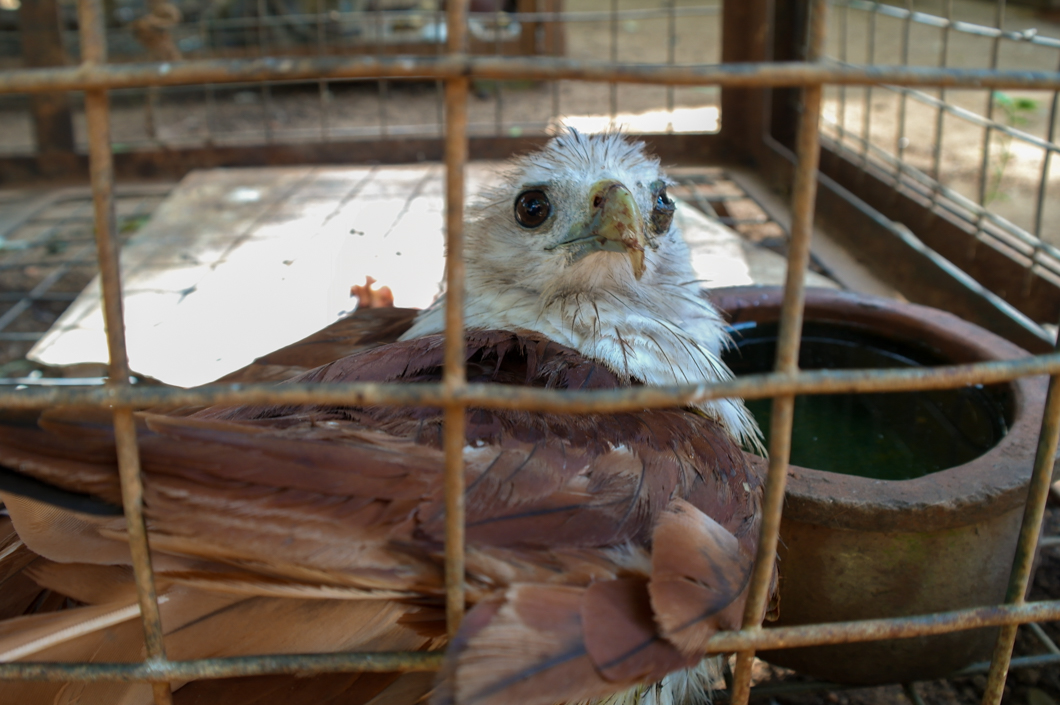 An injured eagle recovers after treatment at the Wildlife Rehabilitation Centre in Anuradhapura. Anuradhapura, Sri Lanka, 2018