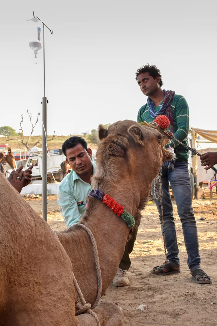 Thousands of camels are taken to the small desert town of Pushkar in North India every year for the annual camel fair, with many of them suffering from difficult working conditions and horrific injuries. The fair has become a hotspot for tourism, with many tourists visiting to partake in camel riding. The charitable organisation Help In Suffering send their team of vets and animal carers to the fair every single year, offering free treatment and advice to camel owners in order to help alleviate some of the suffering that these camels endure. Pushkar, India, 2018