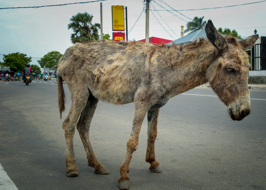 The town of Mannar in Sri Lanka is home to over 1000 feral donkeys, who must roam the busy streets in search of food and water. These donkeys were abandoned during the country’s long civil war and became a “pest”. Now, they suffer from malnutrition and often sustain horrific injuries from traffic accidents. Mannar, Sri Lanka, 2018