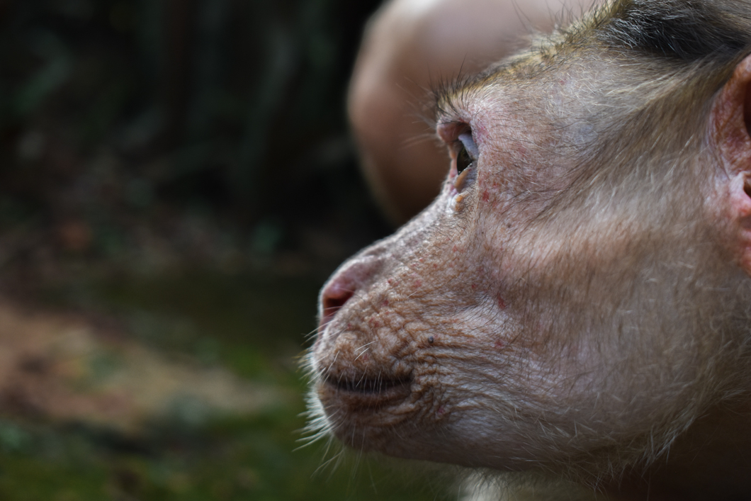 From monkeys forced to perform to entertain tourists, to primates being kept unnaturally as pets in people’s homes, The Primate Trust rescues and offers a second chance to those monkeys who otherwise would have endured even more suffering. The sanctuary means that these monkeys, often for the first time in their lives, can socialise with other monkeys, have healthy diets, and even go for a daily swim in the swimming pool. The Primate Trust: Goa, India, 2018