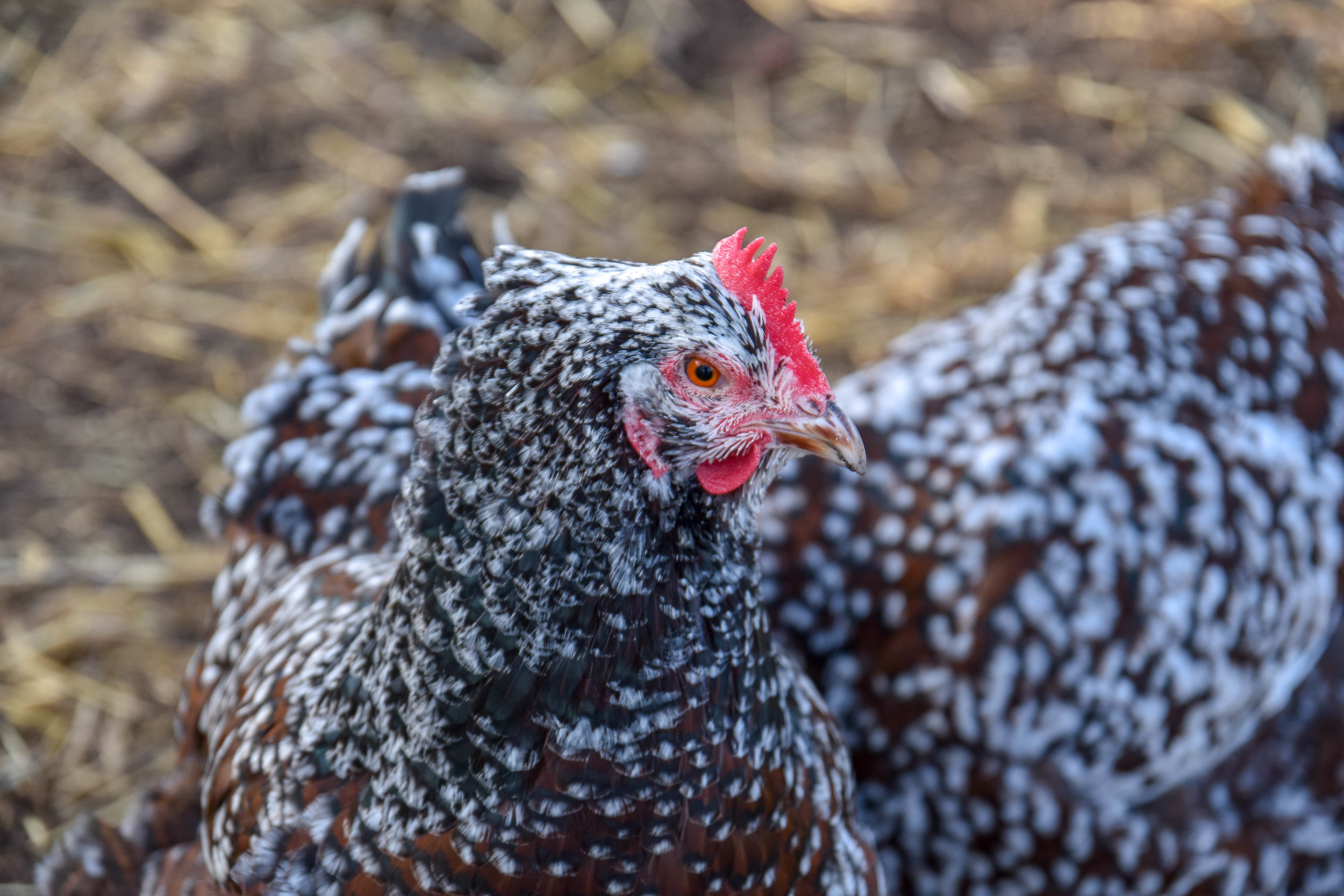 A medium-scale petting zoo, where visitors can look at, feed, and pet farmed animals. Lincoln, England, 2019