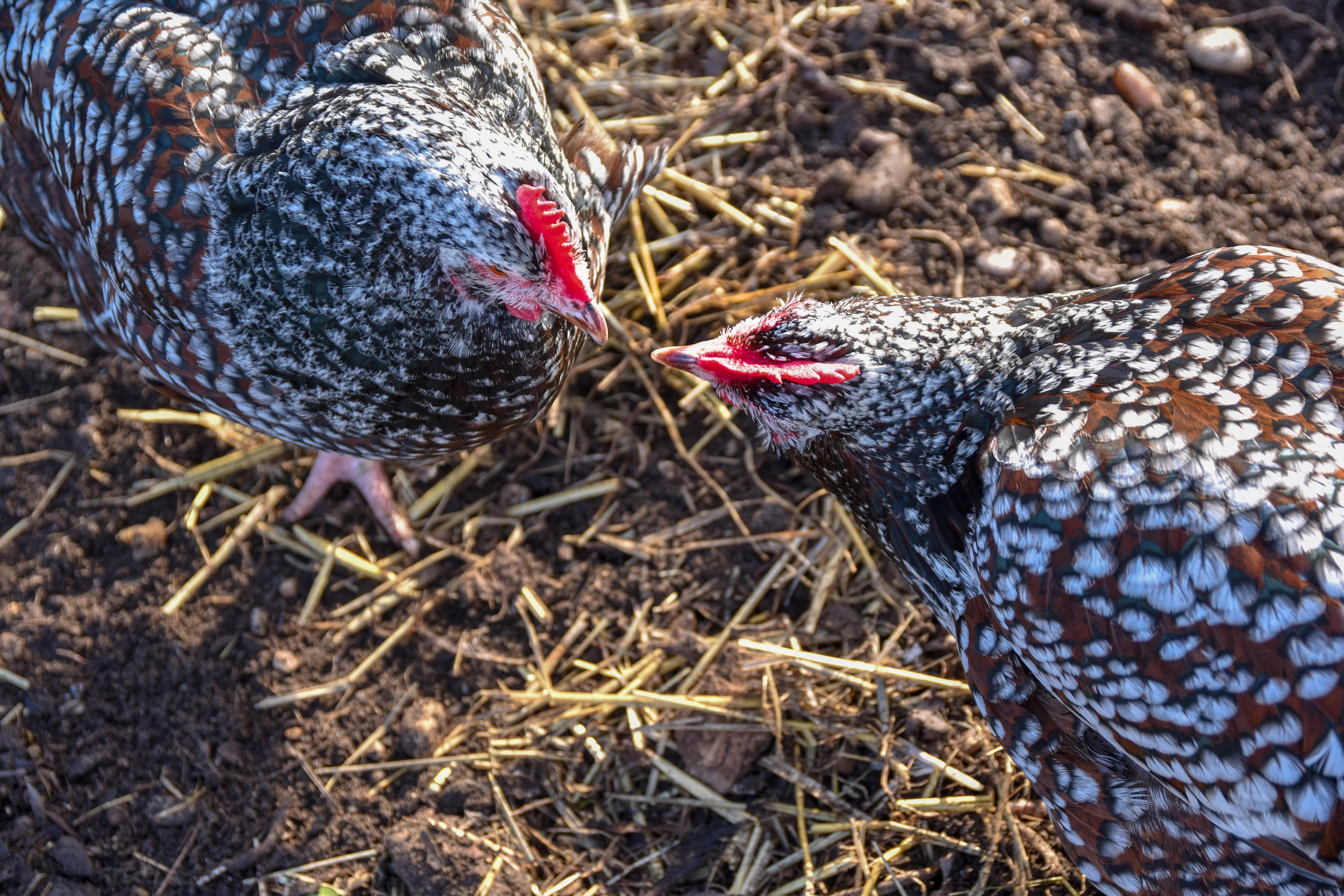 A medium-scale petting zoo, where visitors can look at, feed, and pet farmed animals. Lincoln, England, 2019