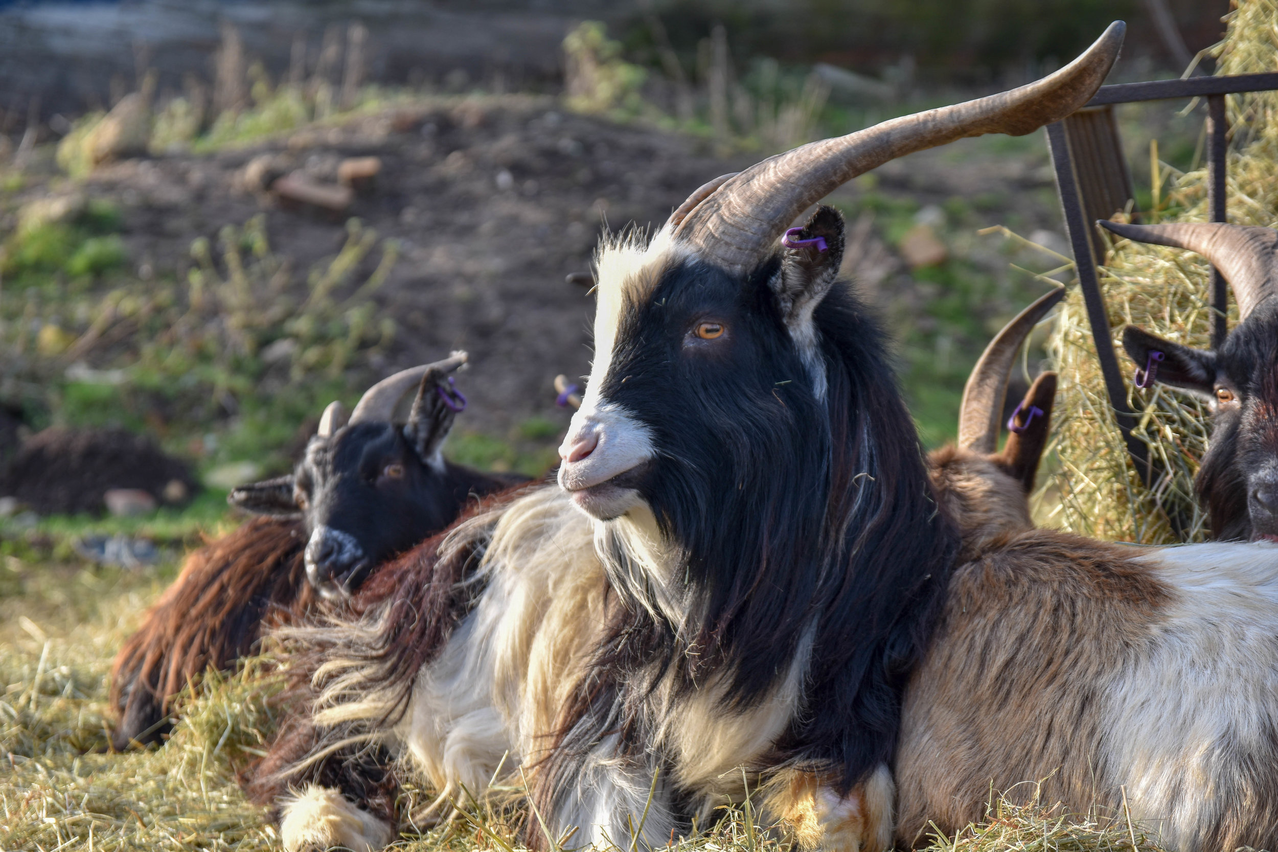 A medium-scale petting zoo, where visitors can look at, feed, and pet farmed animals. Lincoln, England, 2019