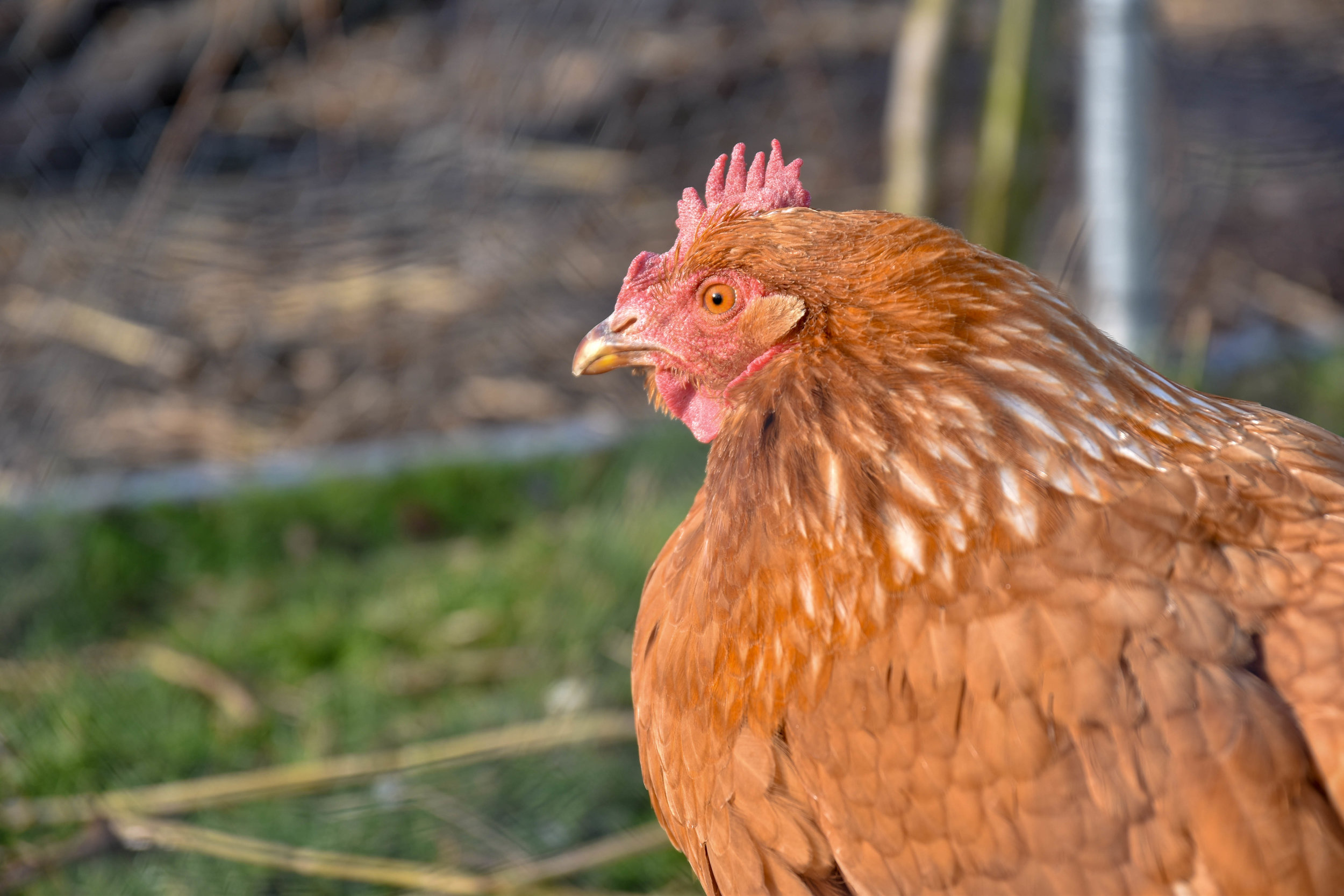A medium-scale petting zoo, where visitors can look at, feed, and pet farmed animals. Lincoln, England, 2019