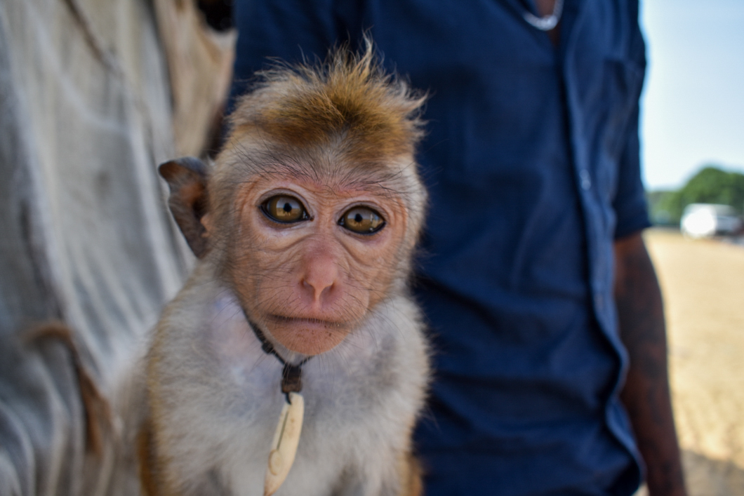 Lara, around a year old, is forced to perform and pose for selfies as part of the monkey tourism trade. Monkeys like Lara are often taken from the wild as babies, and when they’re not being used to perform, they’re often kept chained in small barren cages or outside on short chains. Negombo, Sri Lanka, 2018