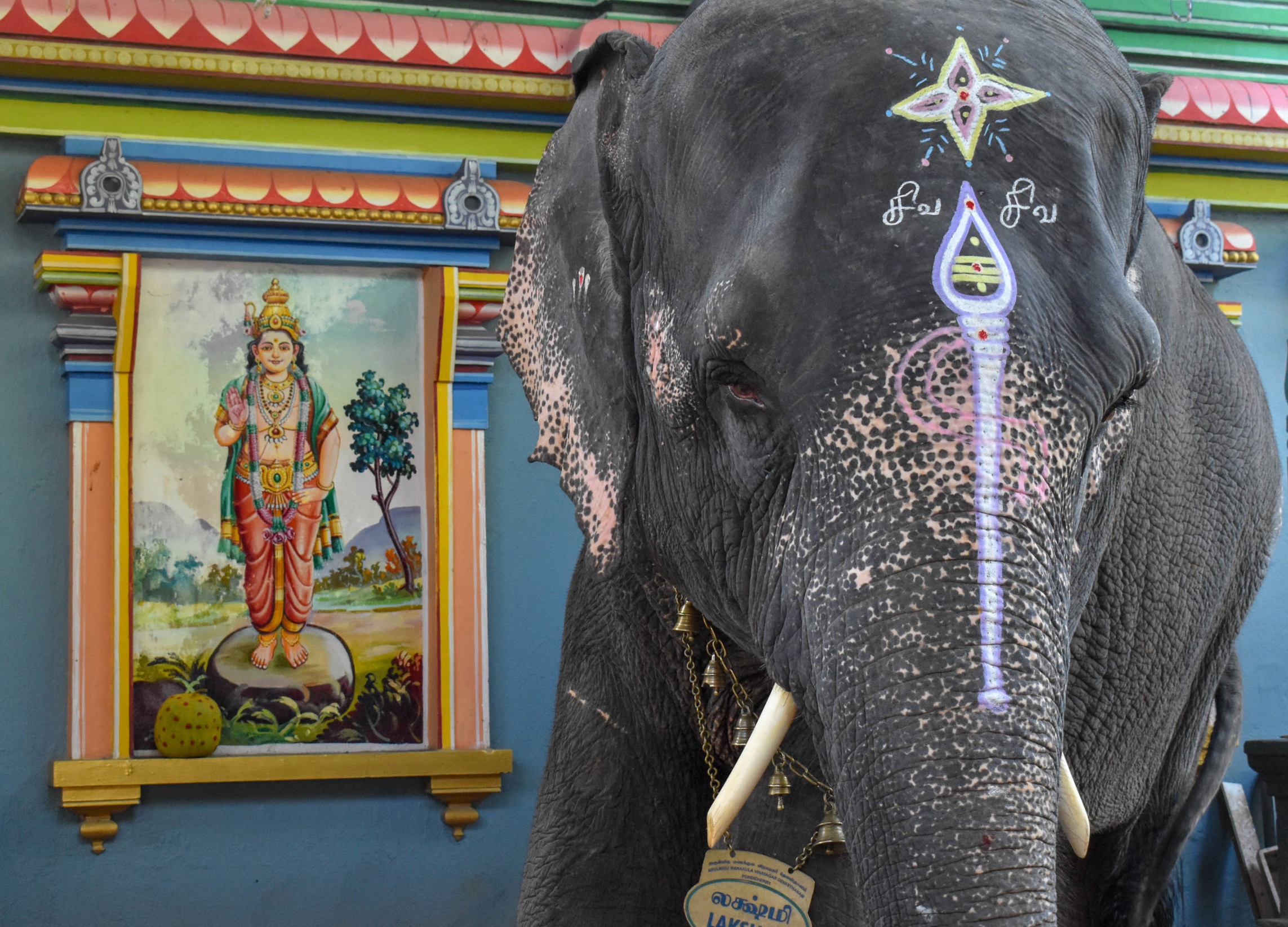 Purchased back in 1997, Lakshmi has since been used as a “Temple Elephant” - an elephant who is forced to work at a religious temple by begging and blessing devotees. After years of working for several hours every day, campaigners have noted that Lakshmi has suffered from psychosis, foot rot, and loneliness. Puducherry, India, 2018