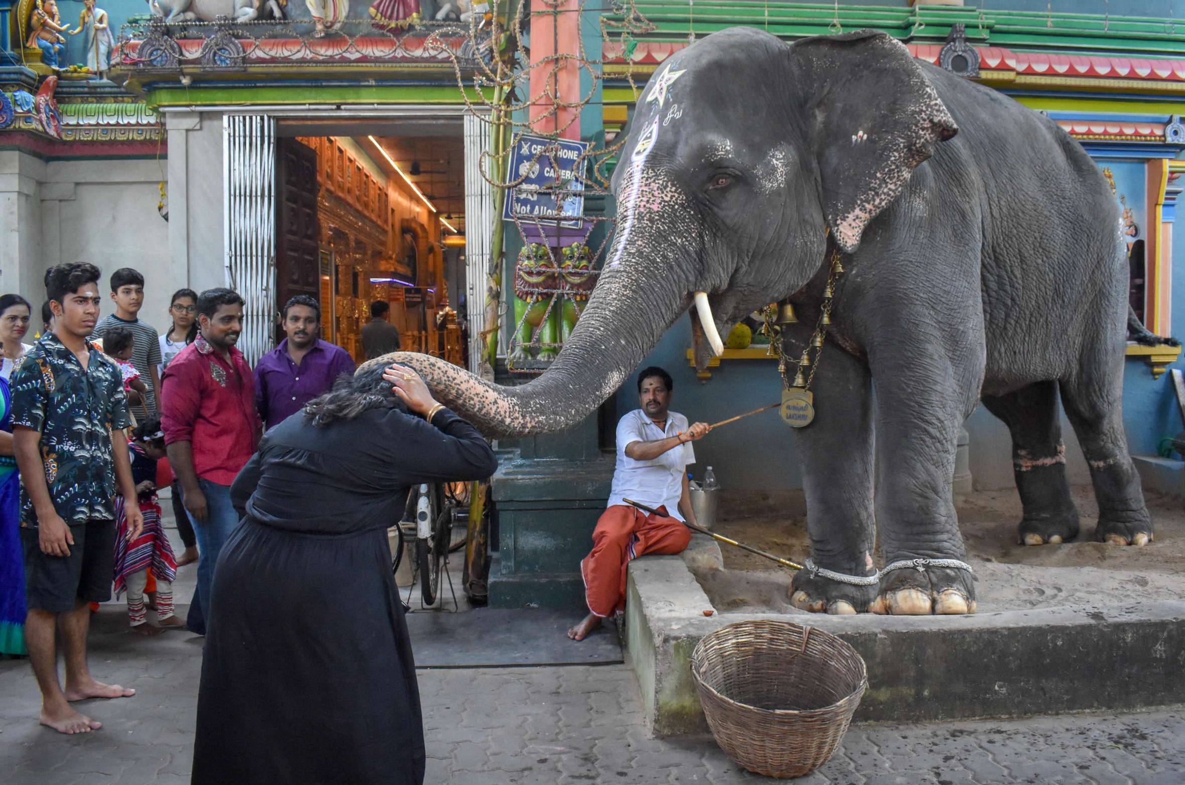 Purchased back in 1997, Lakshmi has since been used as a “Temple Elephant” - an elephant who is forced to work at a religious temple by begging and blessing devotees. After years of working for several hours every day, campaigners have noted that Lakshmi has suffered from psychosis, foot rot, and loneliness. Puducherry, India, 2018
