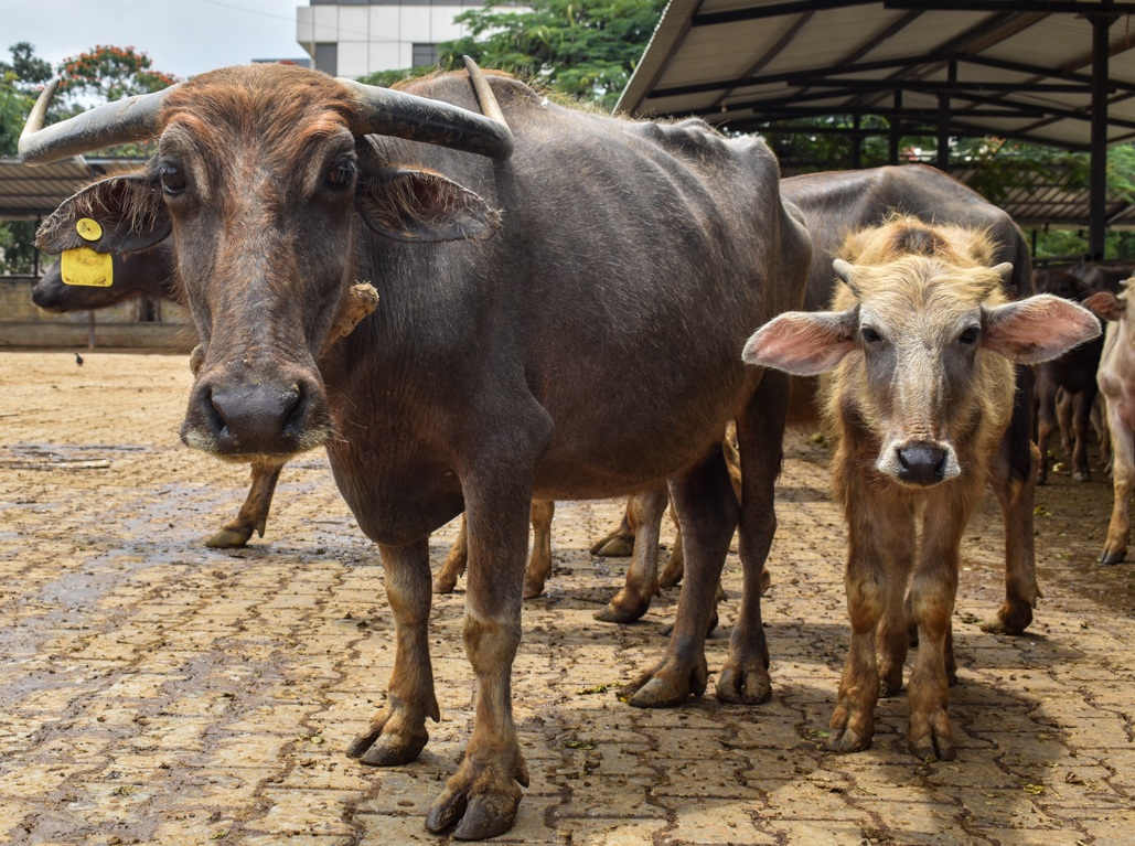 These animals were living in a Goshala - which is an animal shelter, mainly for cattle, due to their religious significance in Hinduism. Mostly rescued from slaughter, these Goshala’s provide shelter for these animals, but often still use them for their dairy. Bengaluru, India, 2018
