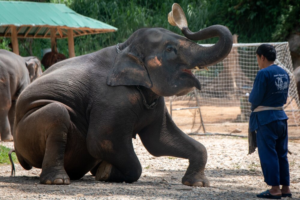 Centro de entrenamiento de elefantes en Tailandia está siendo investigado por maltrato animal image Elephant%2Bnursery%2B %2BAmy%2BJones Moving%2BAnimals%2B%252811%2Bof%2B29%2529