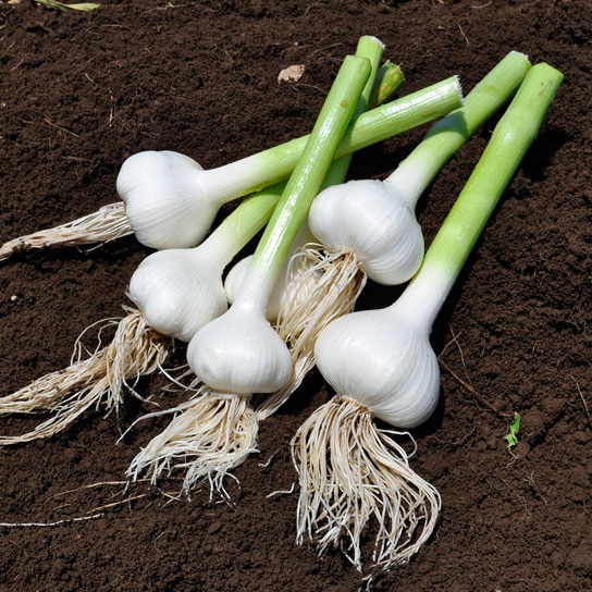 pic_garlic.jpg