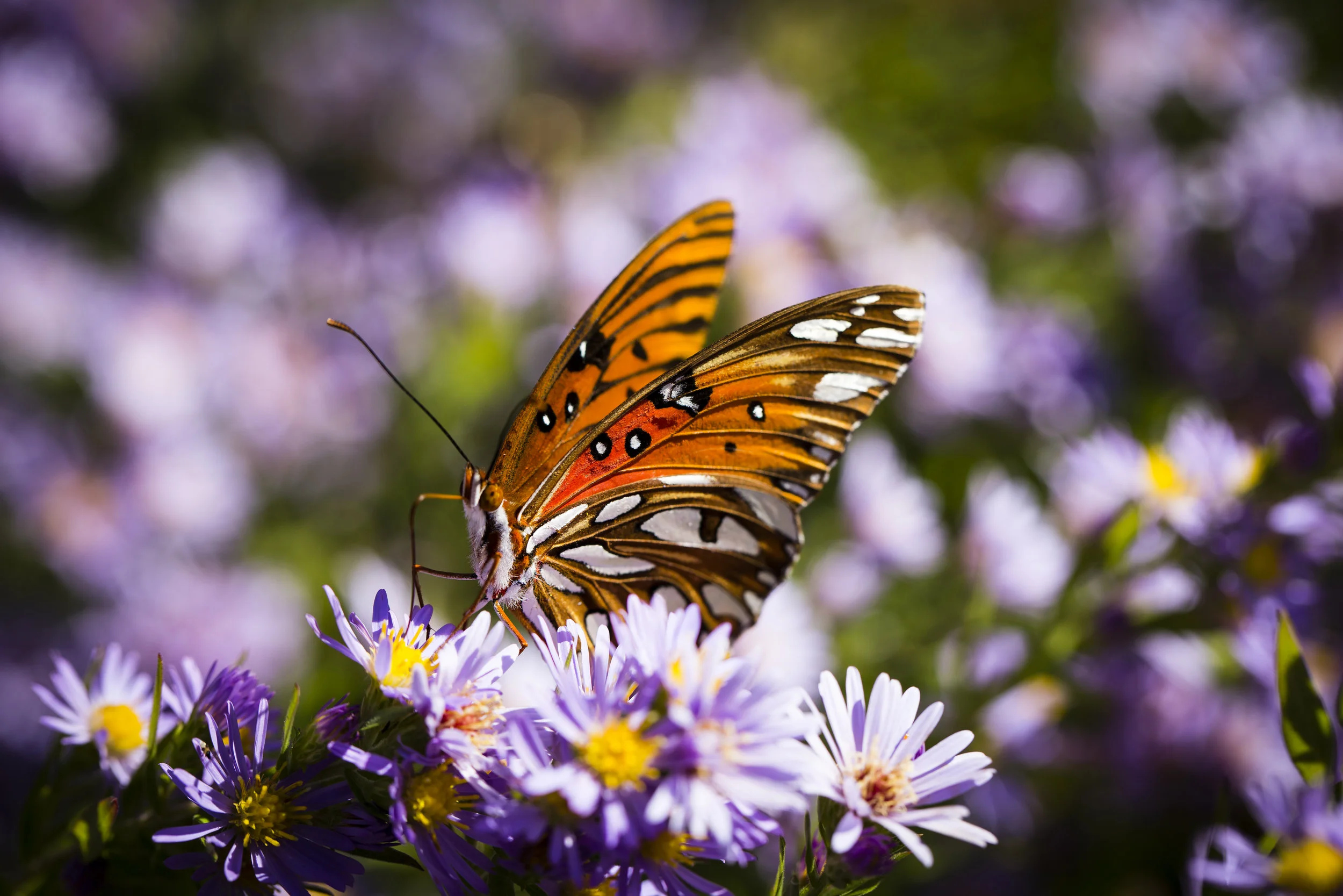 Macro of Butterfly