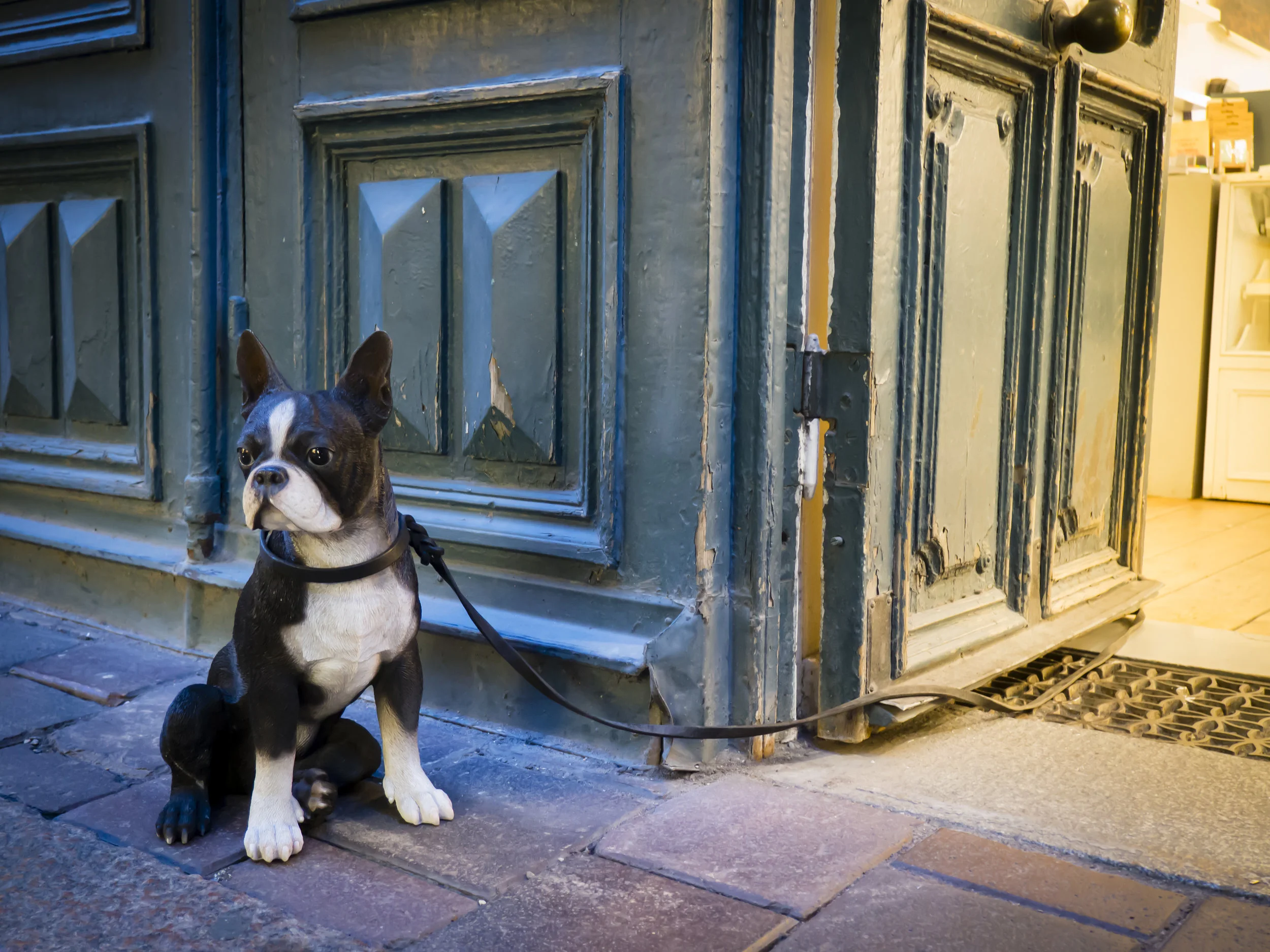 Doggie in a Doorway