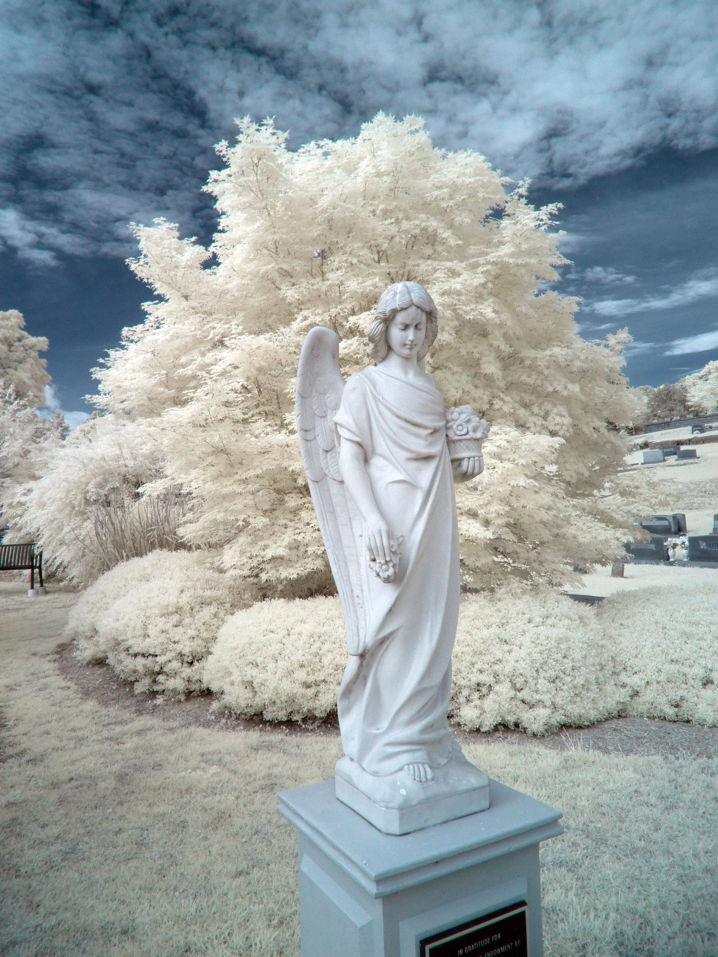 Garden Angel in IR