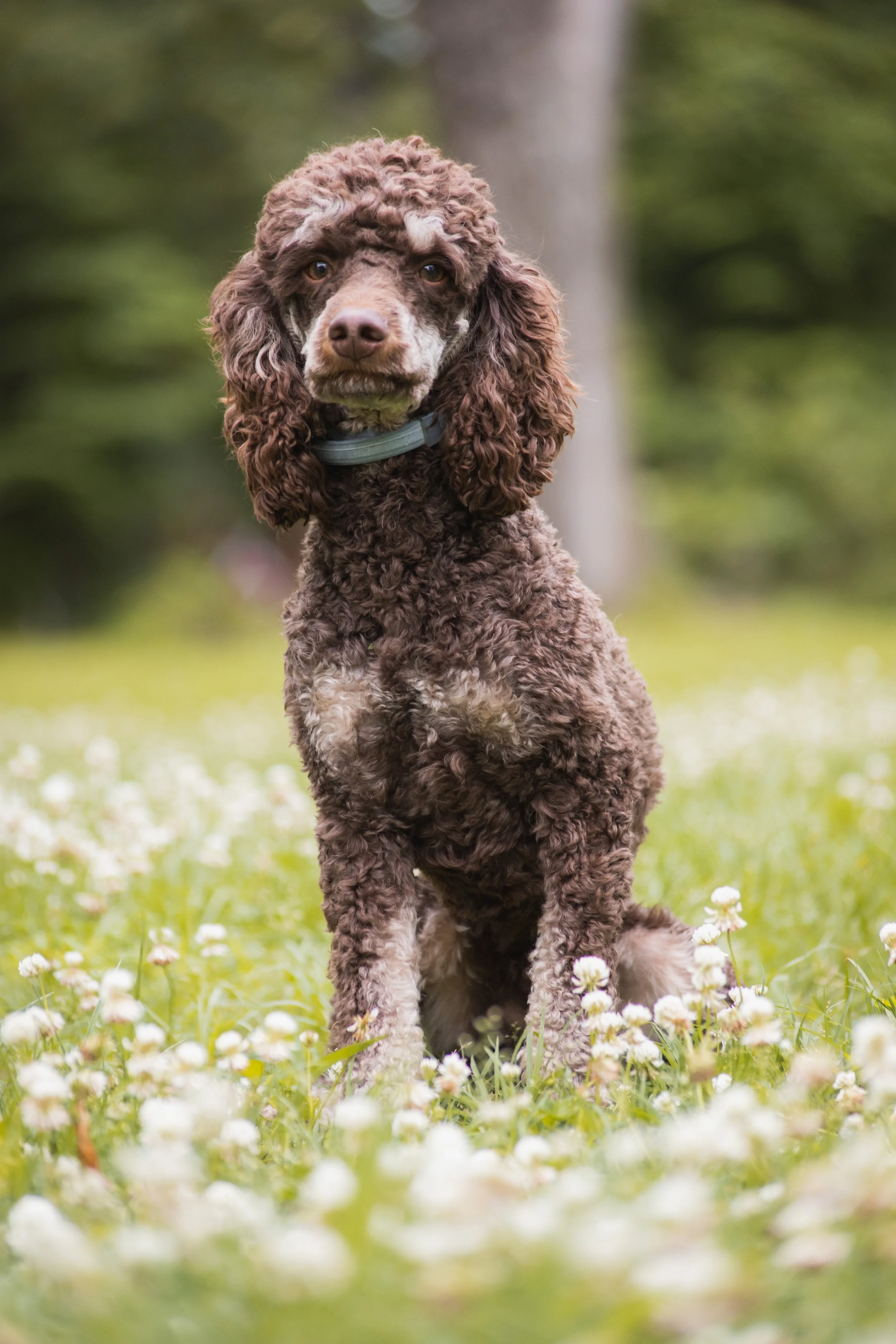 Monte - Brown Phantom Moyen Poodle