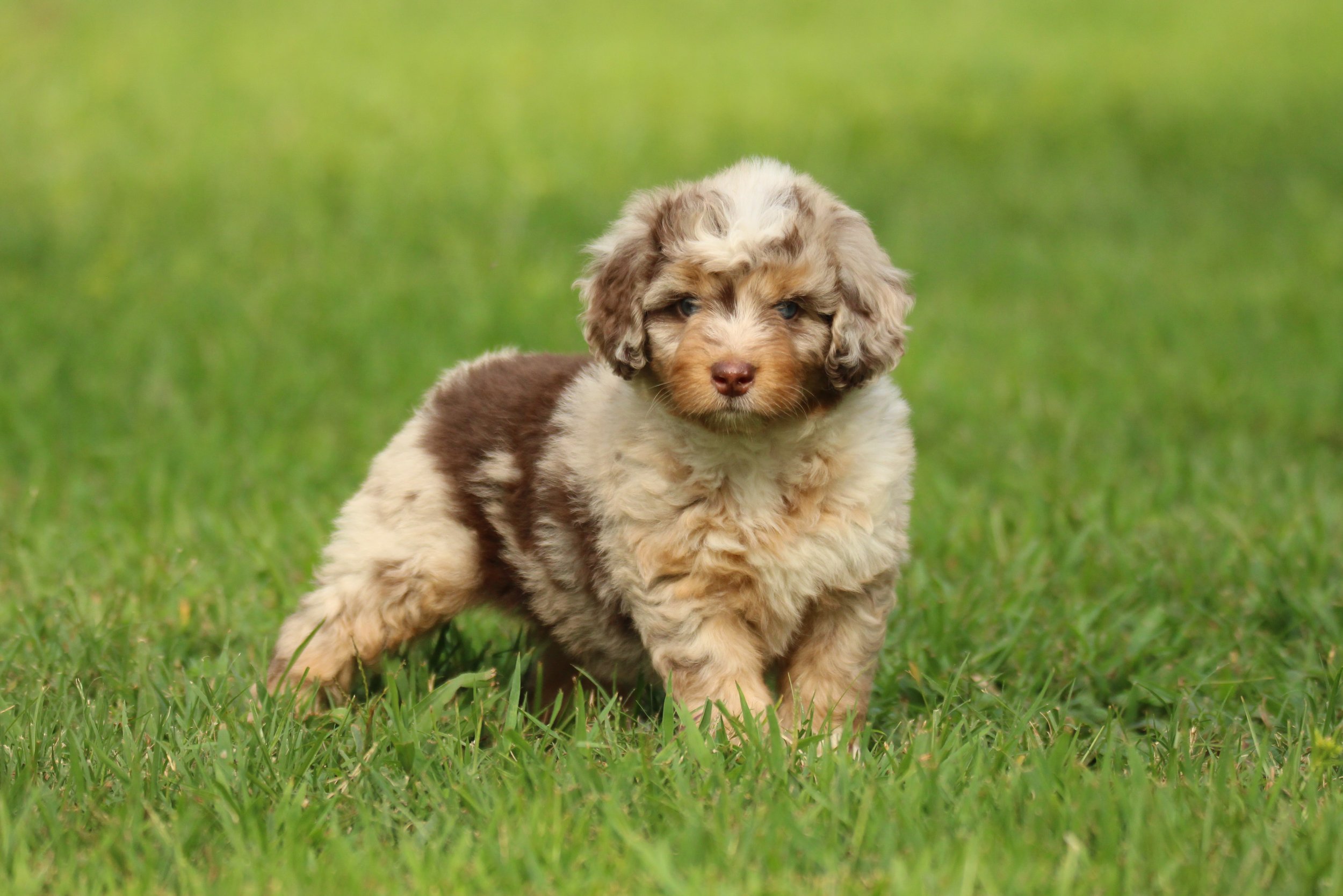 Brown merle mini aussiedoodle