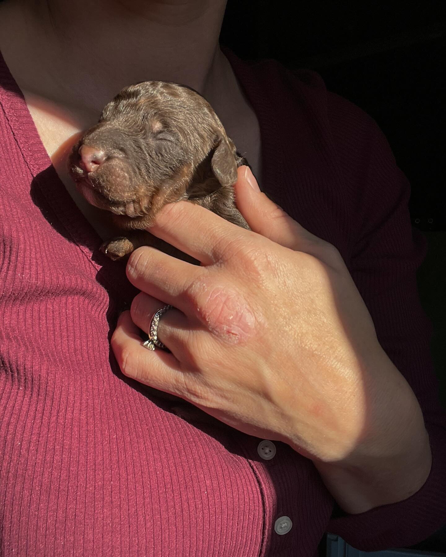 These puppies are considered phantom or tan pointed. This refers to the markings on their cheeks and legs.  Right now their points are very dark, but with age they may fade to a cream color like their dad Monte.