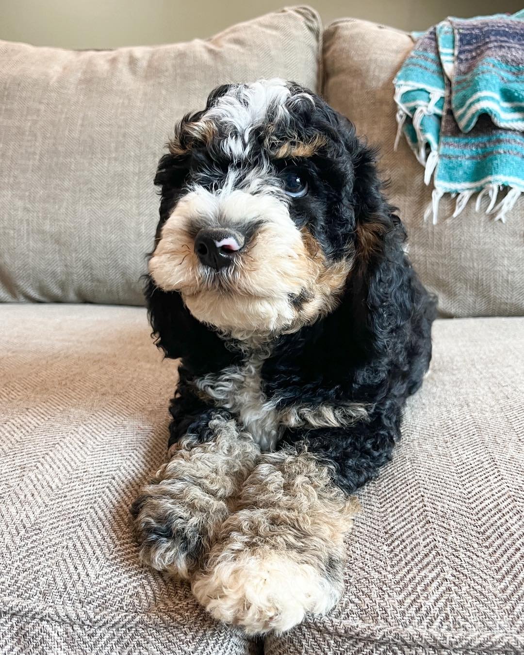 Benjamin, Mr. Tod and Mopsy, the last 3 from June&rsquo;s retirement litter. 

Expected weight between 30-40 lbs
Ready to go 🏠 anytime 
Vet checked and first vaccines 
Crate and house training well underway