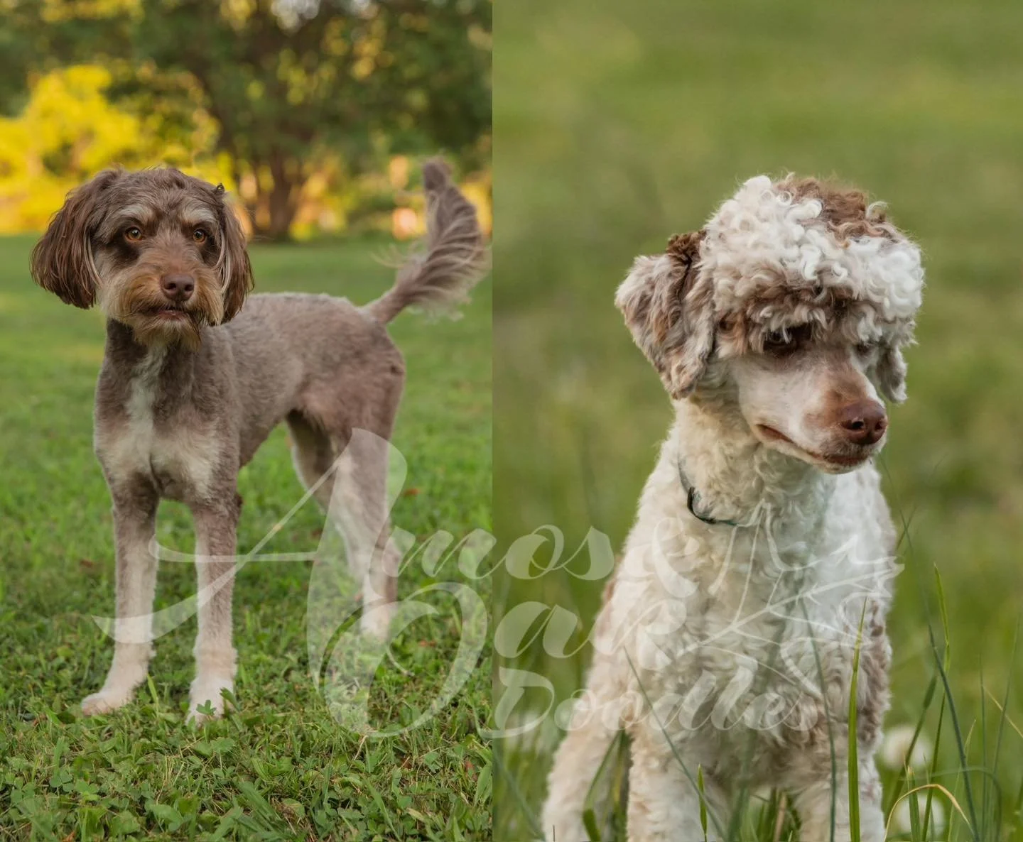 Ok guys, it&rsquo;s been a while! I have two litters coming up- due dates in December, go home mid February! Are you looking to add a puppy to your home this spring? Shoot me a message!

Zoe x Trooper - 25-30lbs
Multigen Aussiedoodles
Straight to wav
