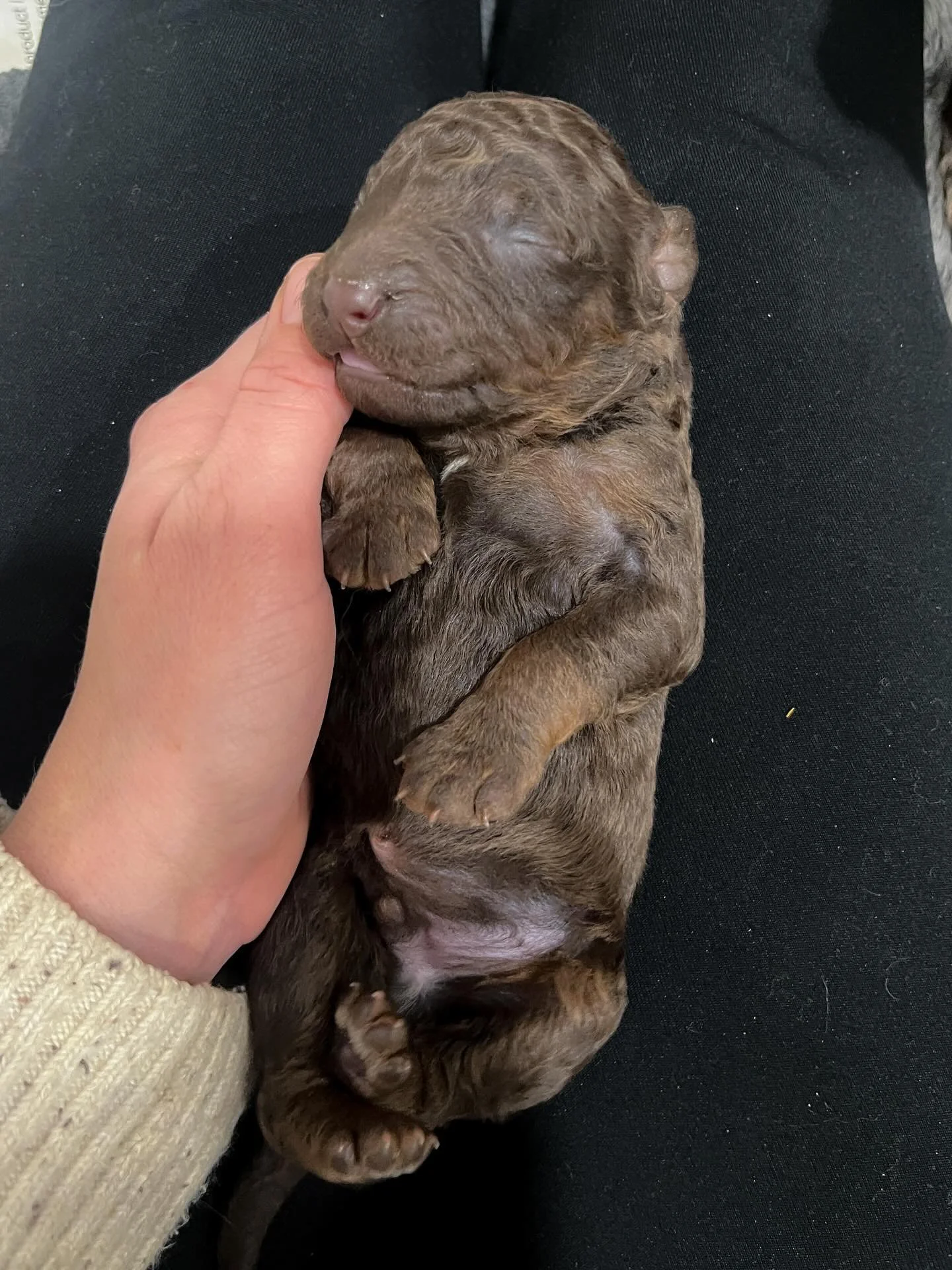 Sweet little Christmas puppies 🎄