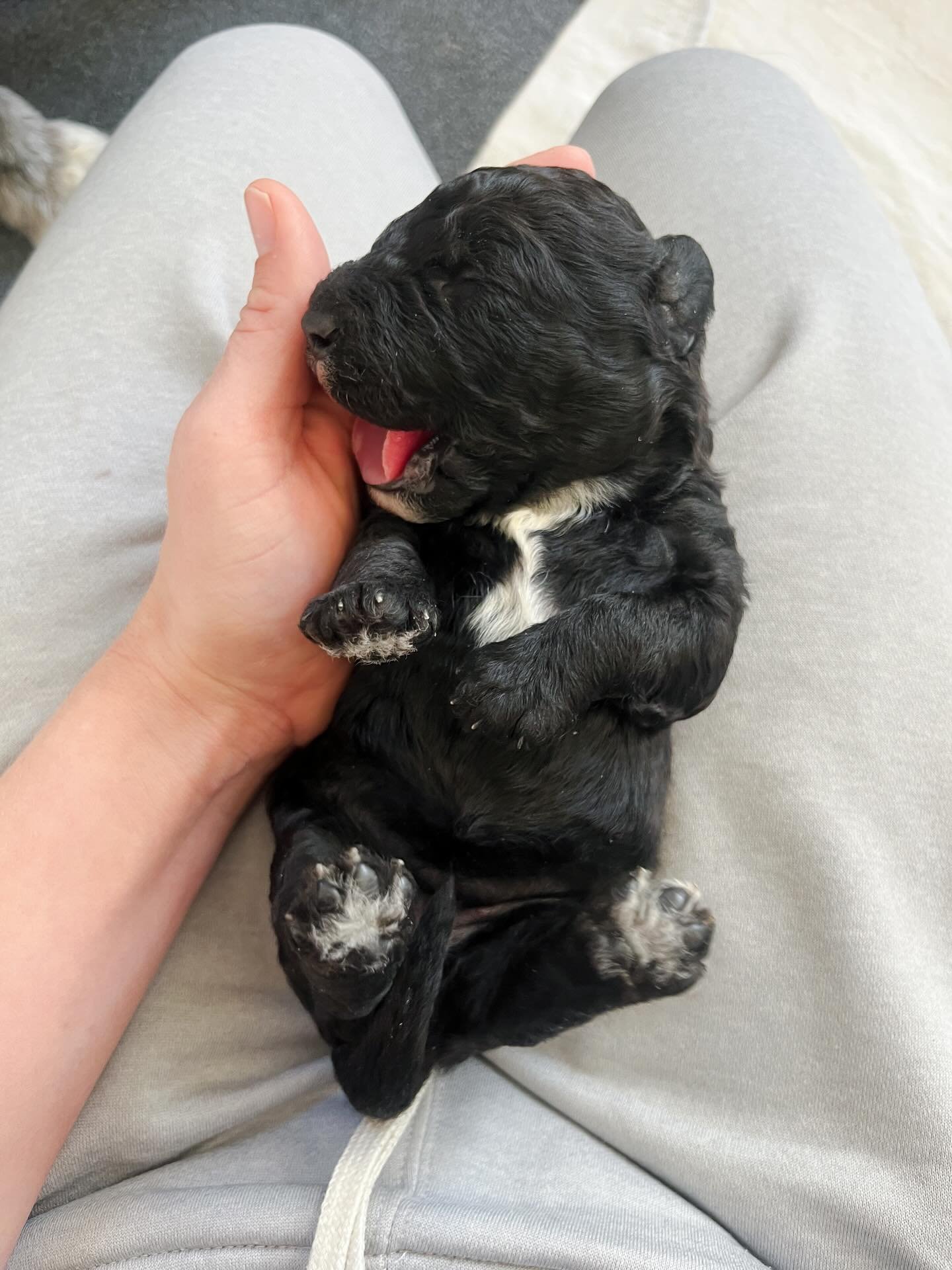 Here are some cute lil pups for your day. I&rsquo;m Announcing names tomorrow! Stay tuned. 🎄🎁