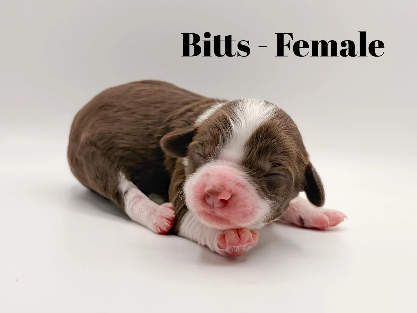 Welcome to the world Nautical Litter! Multigen Aussiedoodles - SIZE: 25-35 lbs GO HOME: February 20th