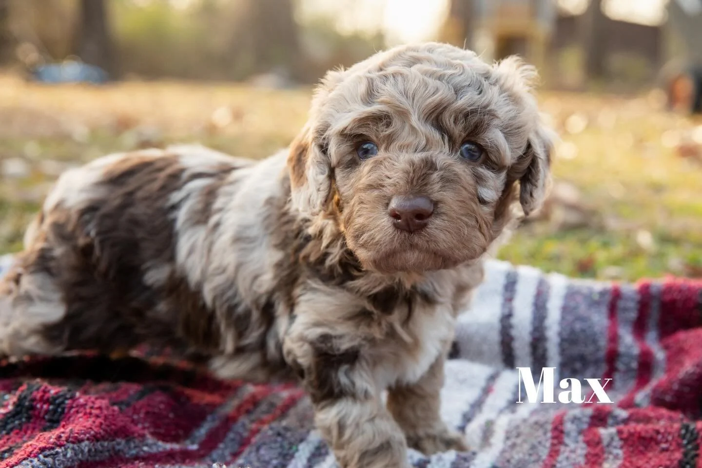 Max and Grinch are 👀 for 🏡 message me for info! F1b mini Aussiedoodles