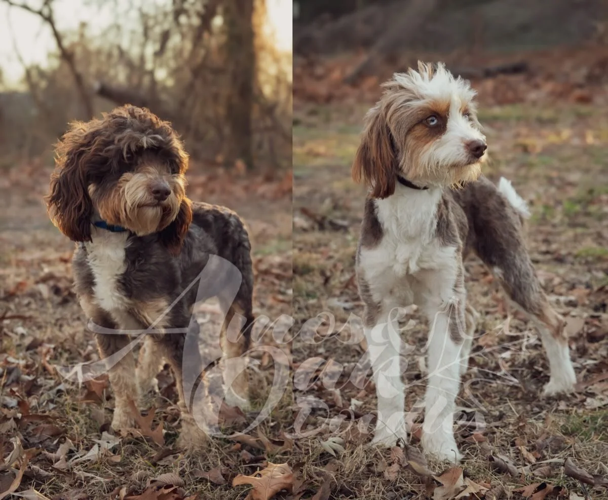 Litter alert! 
Mini Aussie Mountain Doodles (Aussiedoodle, Bernedoodle) 
Expected Weight 15lbs
Expected due date mid March

Message or text me for details
870-405-0201