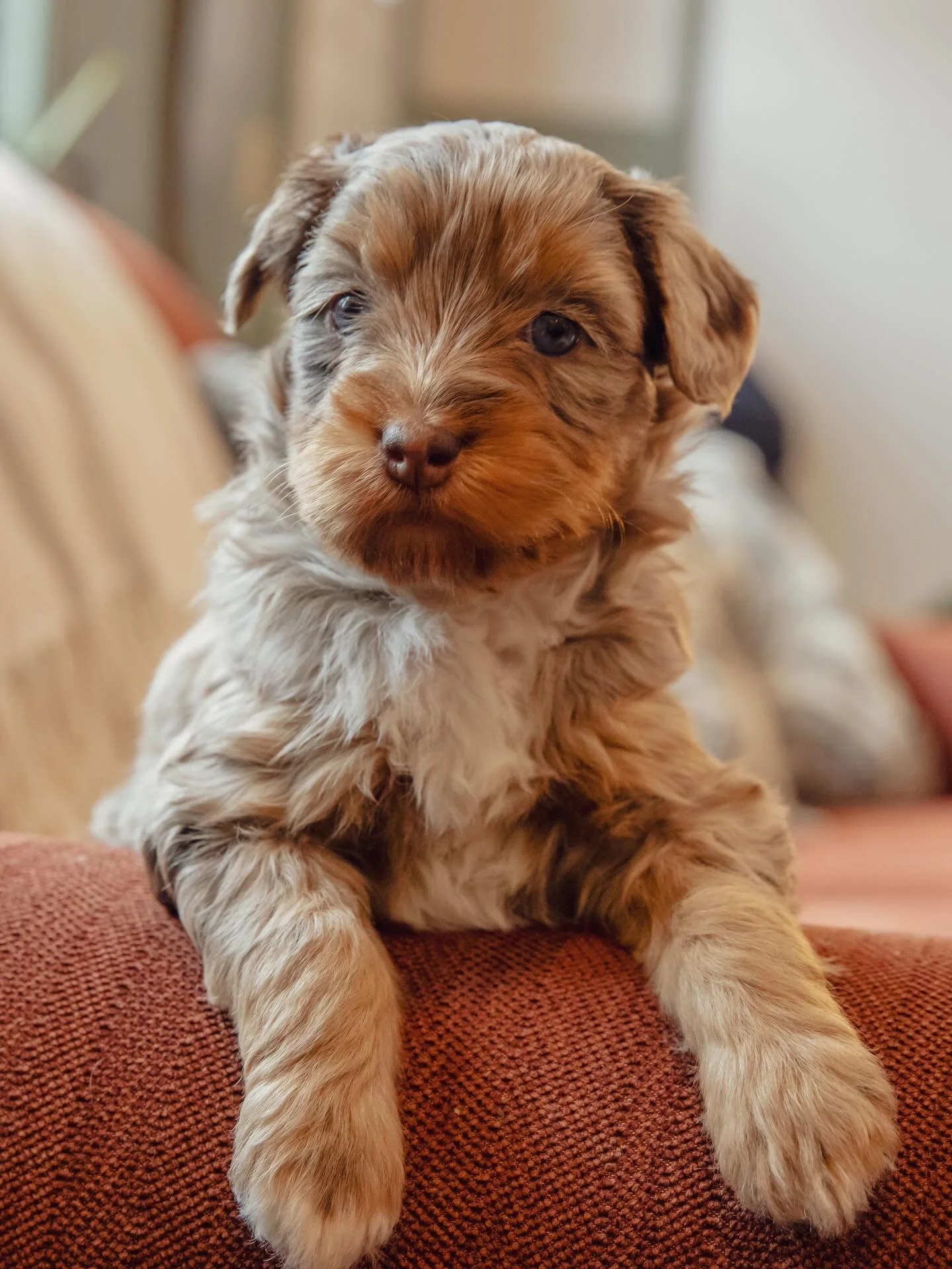 Happy 5 weeks to the Nautical Litter 🥰😍🤩 aren&rsquo;t they the most precious puppies you&rsquo;ve ever seen? Expected weight 25-30lb, wavy to loose curl coats, 8 weeks on February 20th