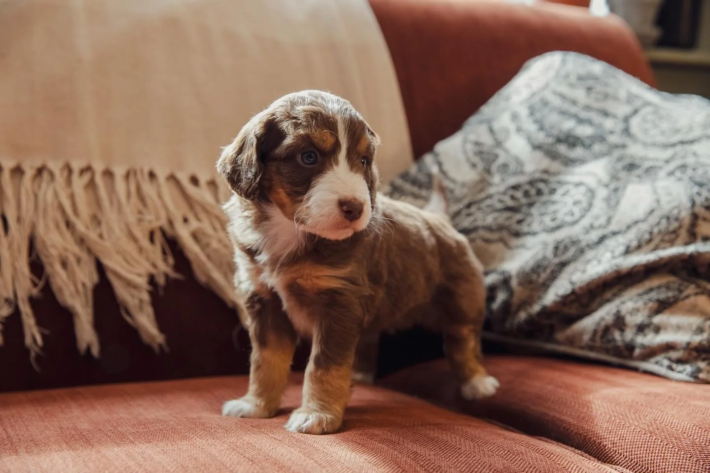 Happy 5 weeks to the Nautical Litter 🥰😍🤩 aren&rsquo;t they the most precious puppies you&rsquo;ve ever seen? Expected weight 25-30lb, wavy to loose curl coats, 8 weeks on February 20th