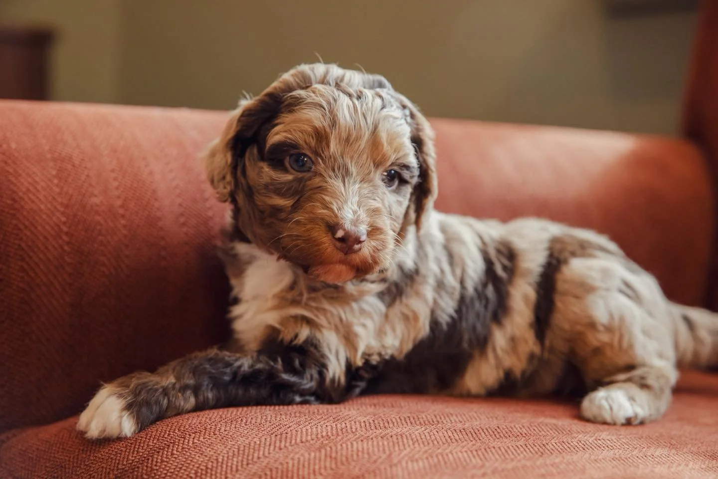 Pearl - Multigen Aussiedoodle
Birthday 12/26/2025
➡️🏠 2/20/2026
Expected weight 30lbs
Coat tested
Mom and Dad DNA health tested
Raised with our family and socialized