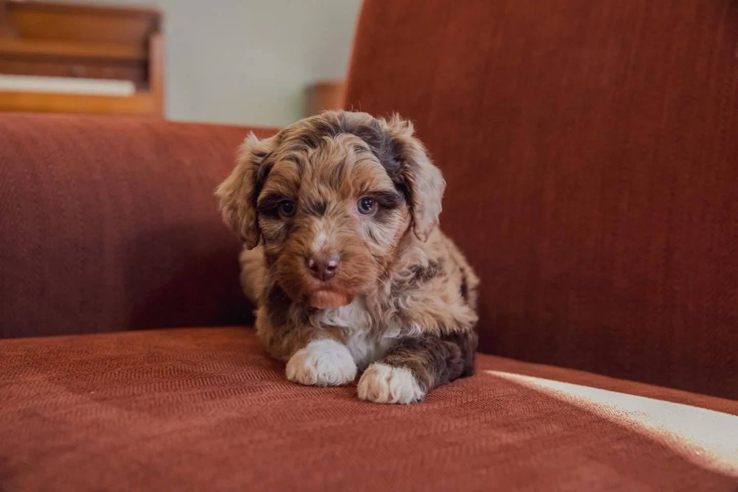Pearl | Multigen Aussiedoodle, expected weight 30lbs (Mountain Home Arkansas)

Message or text Allison for information 870-405-0201