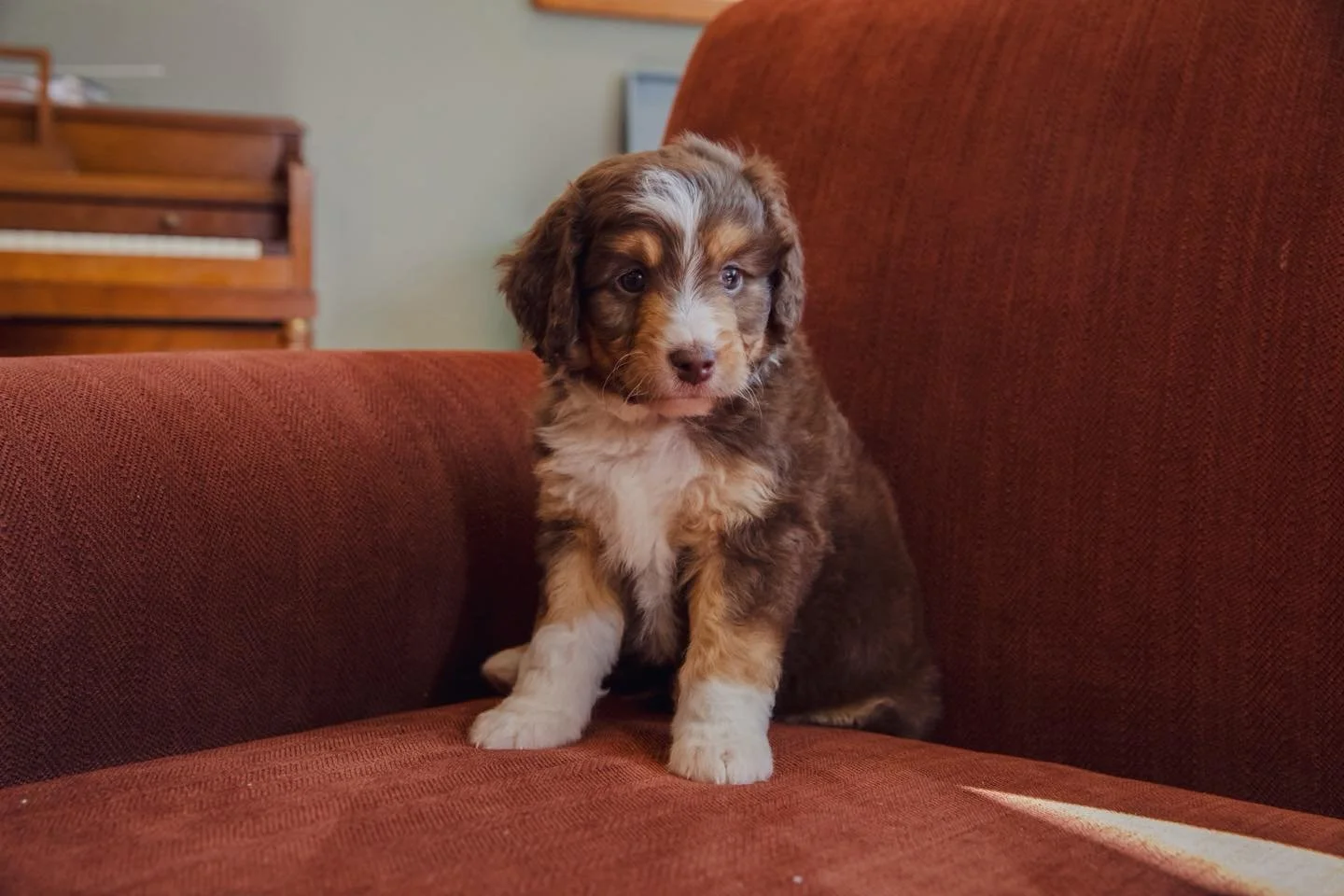 Beacon | Multigen Aussiedoodle, expected weight 30lbs (Mountain Home Arkansas)

Message or text Allison for information 870-405-0201