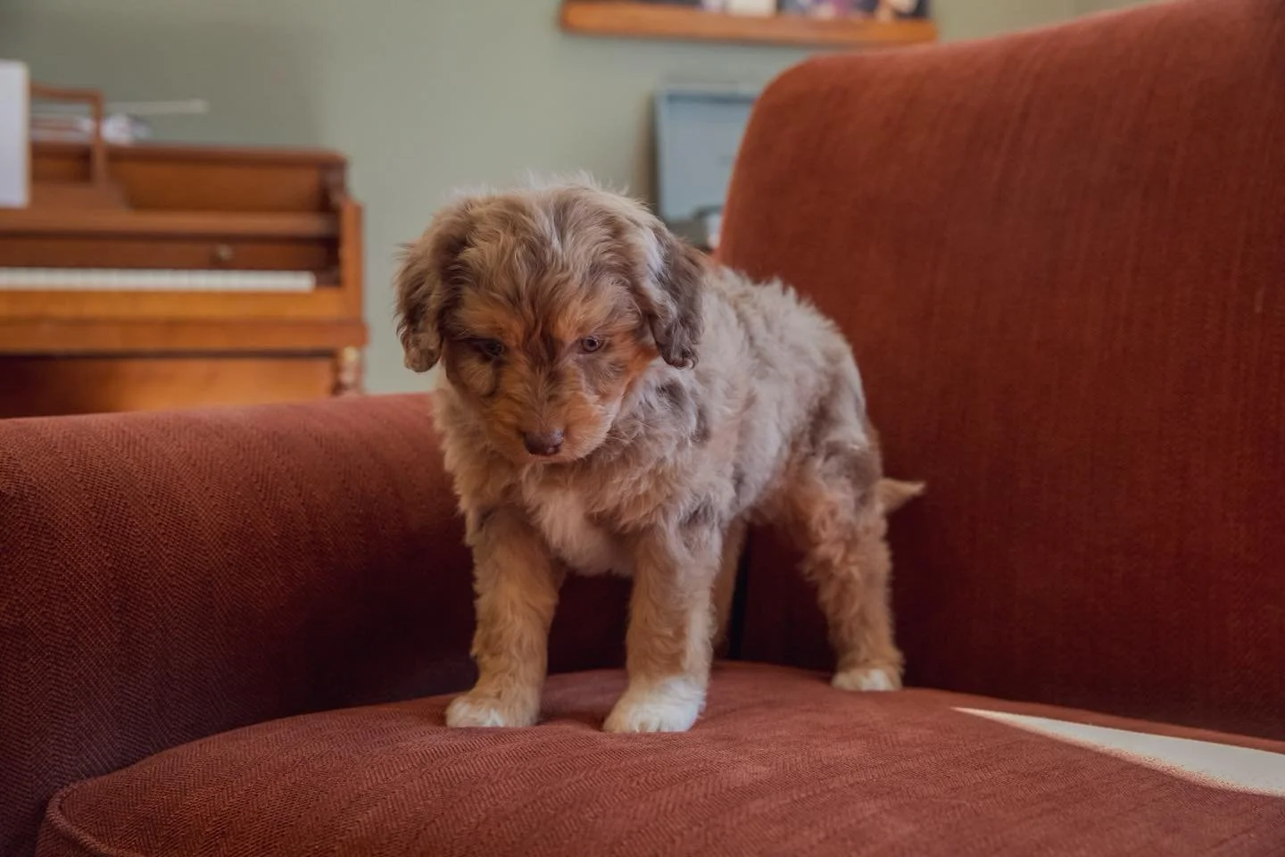 Echo | Female | Aussiedoodle - expected weight 30lbs (Mountain Home Arkansas)

Message or text Allison for information 870-405-0201