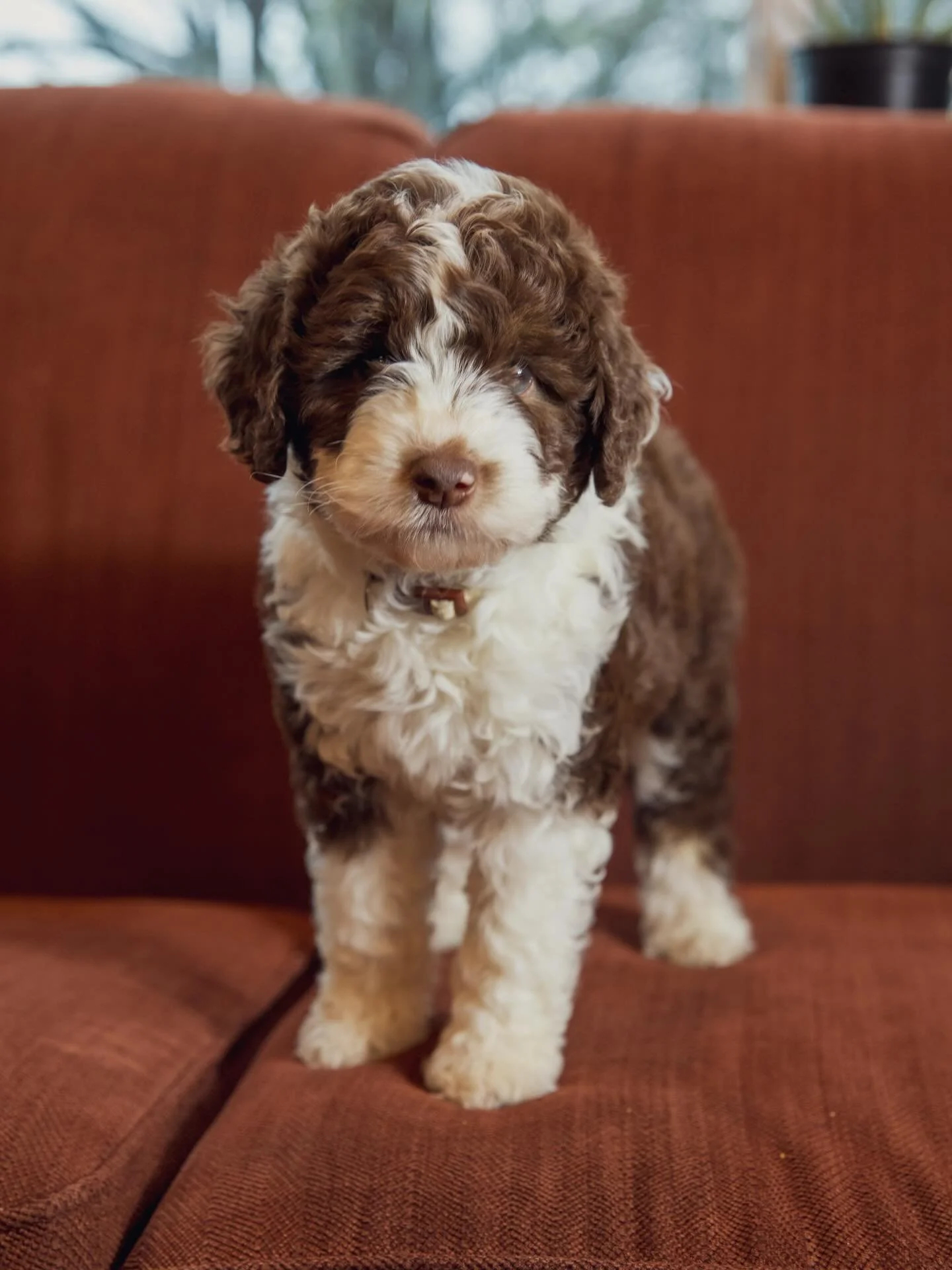 HELLO, could these puppies BE anymore PERFECT 😍🤩 Happy 7 weeks to the Nautical Litter!