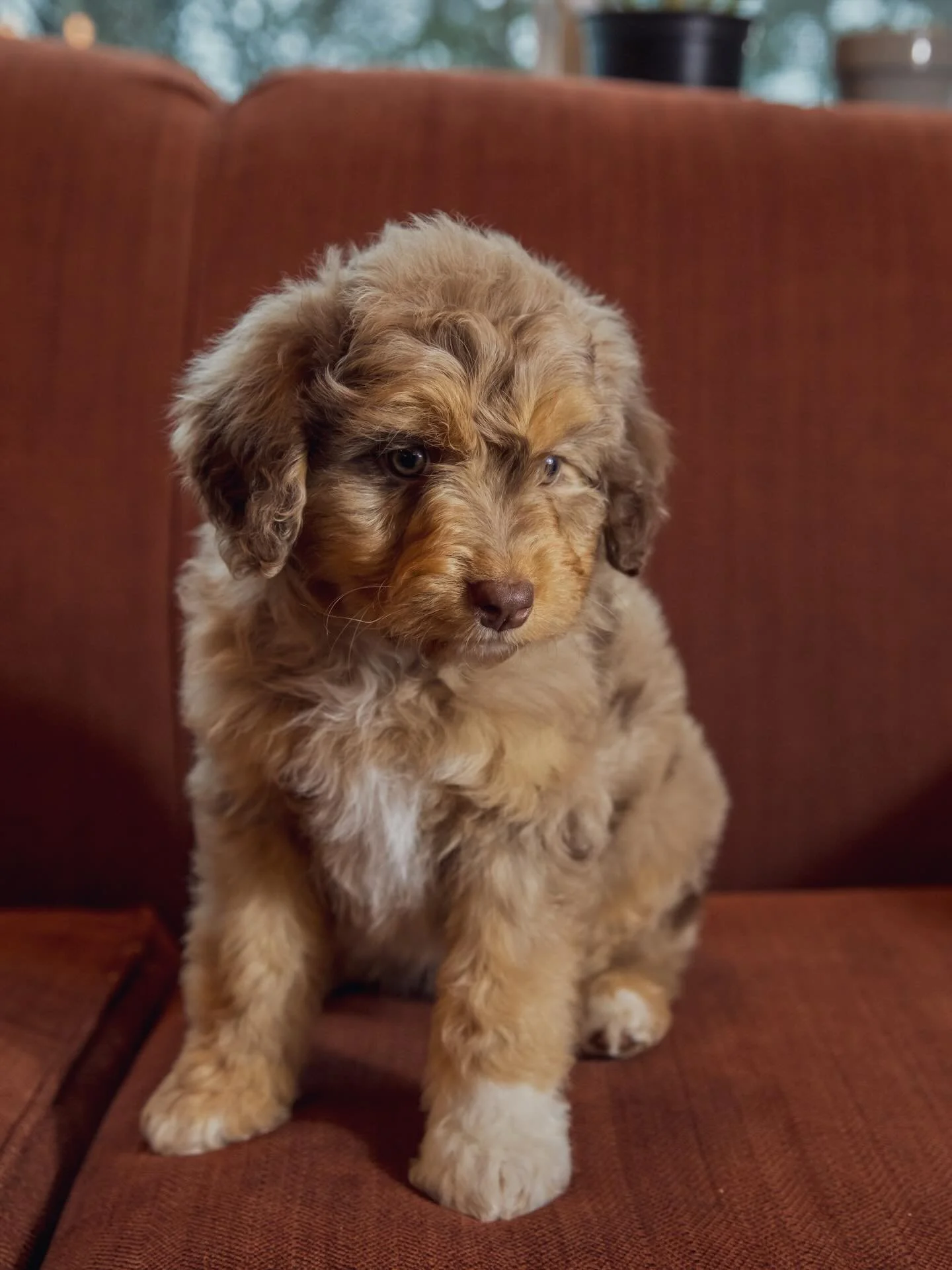 Perfection in a puppy 🤩 gentle, tender hearted, lower energy, willing to please | Echo, female mini AussieDoodle - 30lbs, vet checked, coat tested and temperament evaluated. Mountain Home Arkansas - DM for details!