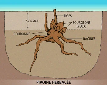 Divisionherb.jpg
