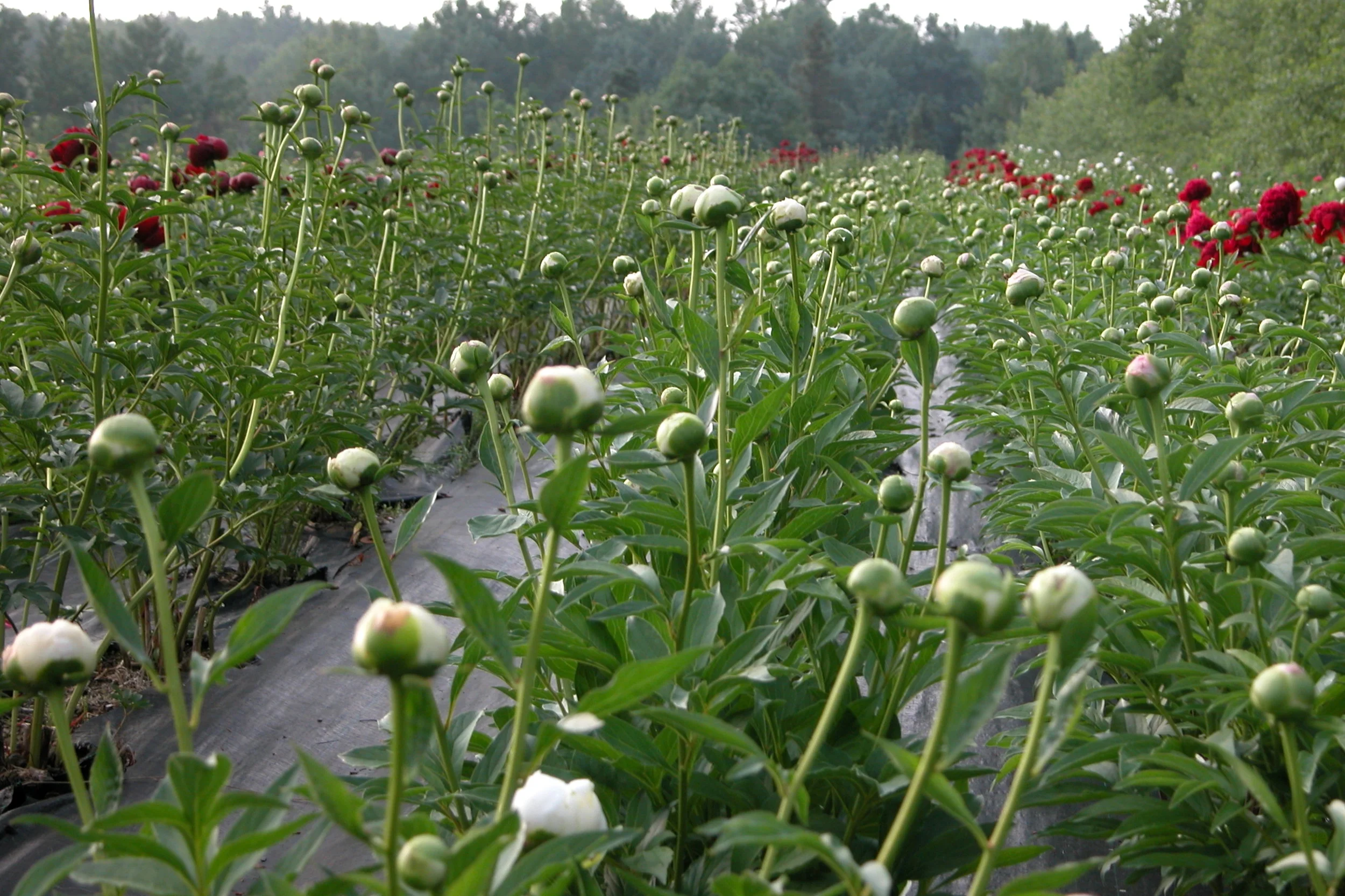 WIvory28juin2009_19.jpg